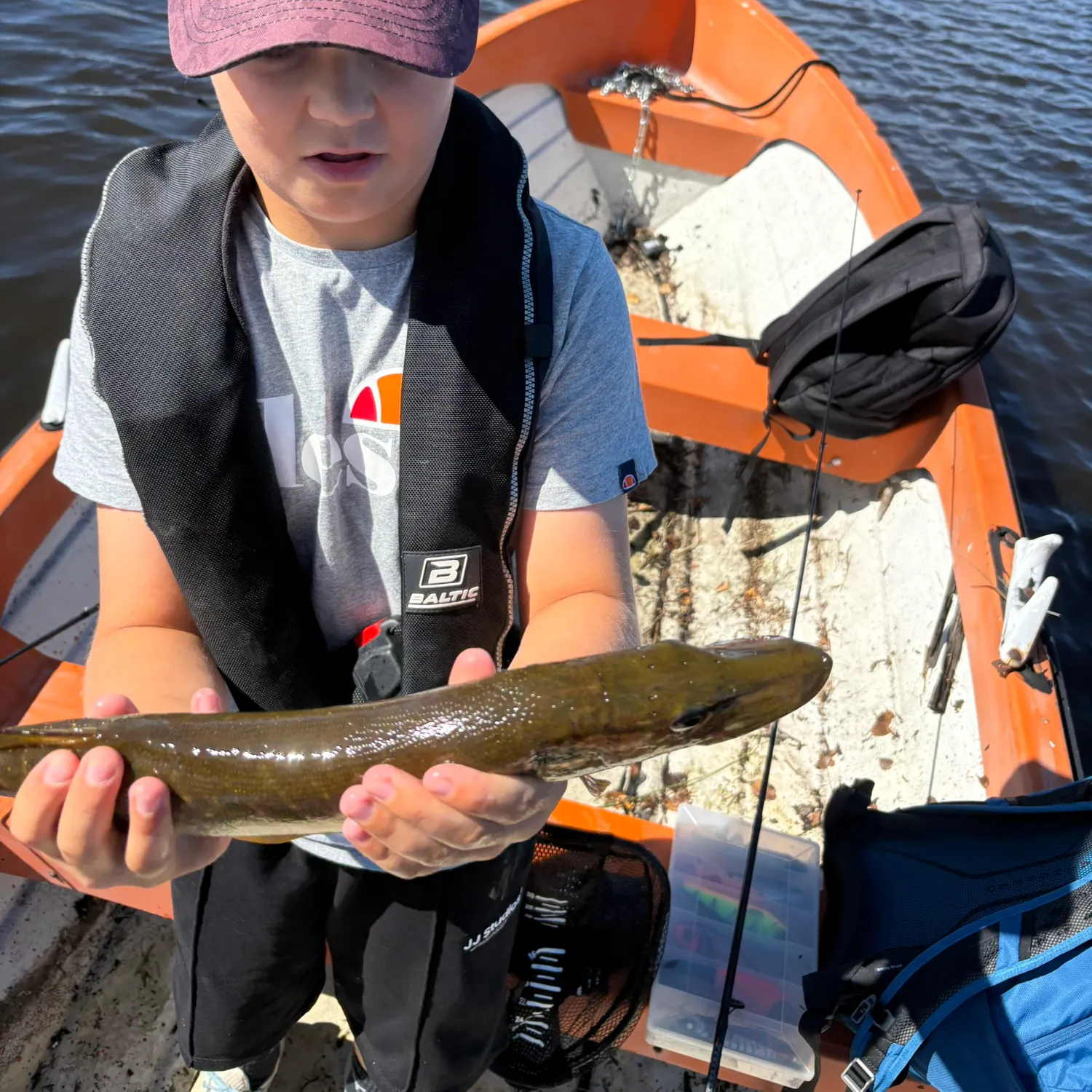 Northern pike caught on Fishbrain