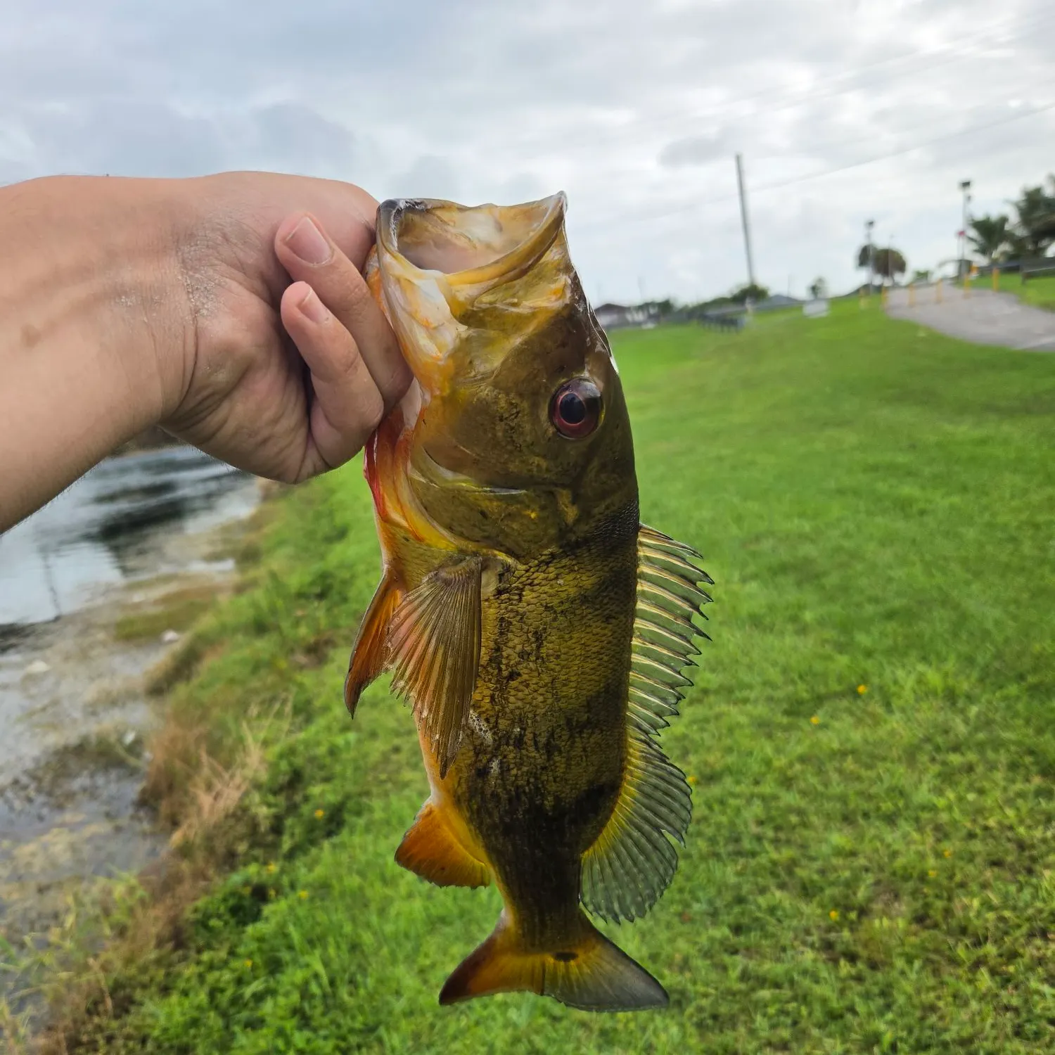 Butterfly peacock bass caught on Fishbrain