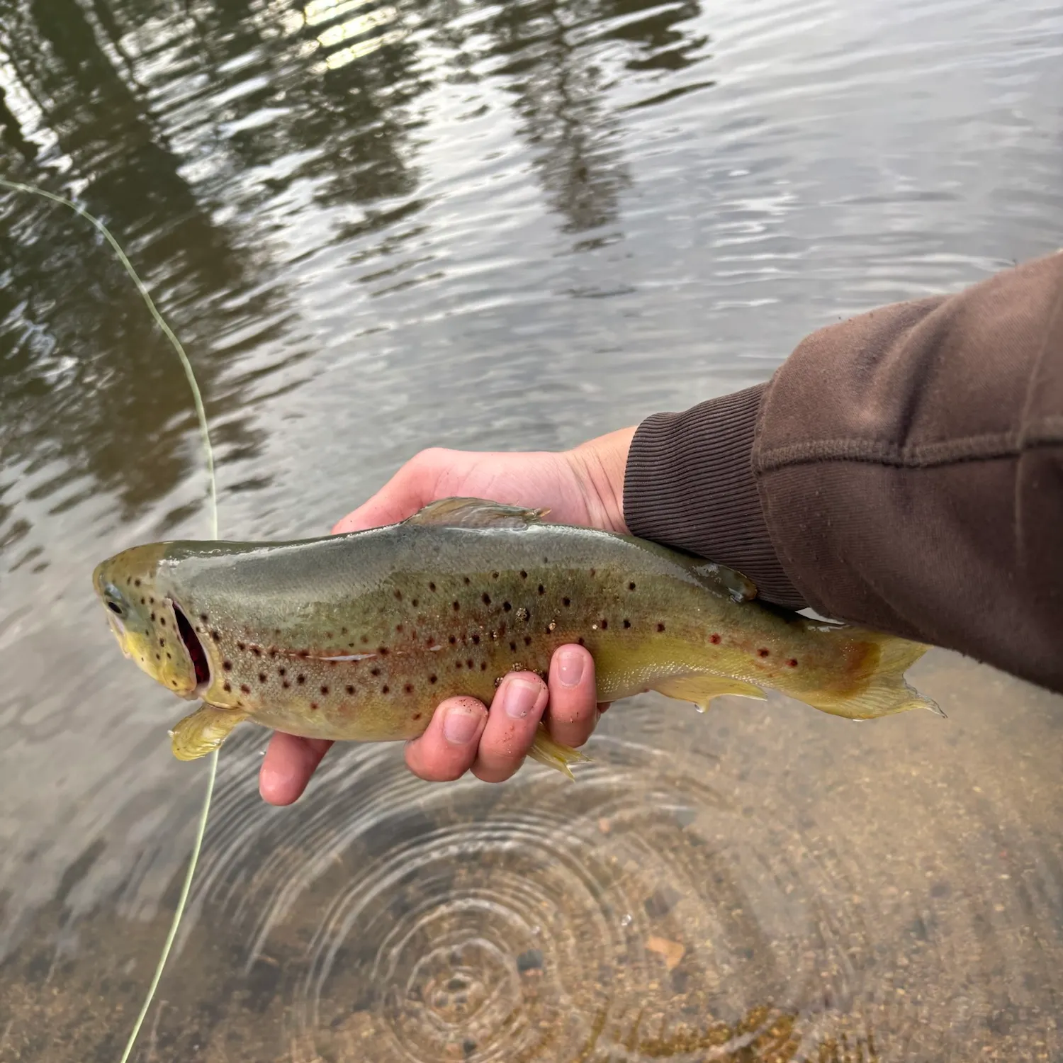 Brown trout caught on Fishbrain