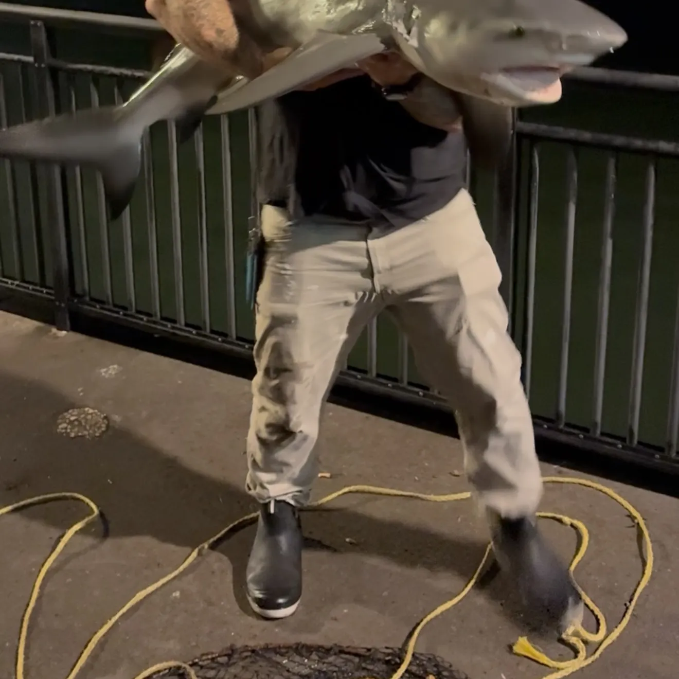 The most recent Bull shark catches on Fishbrain