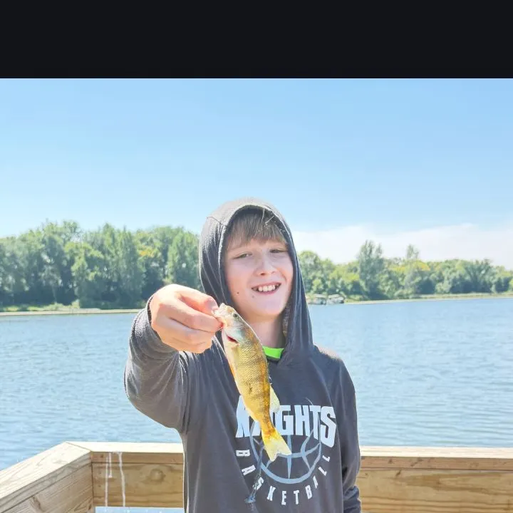 Yellow perch caught on Fishbrain