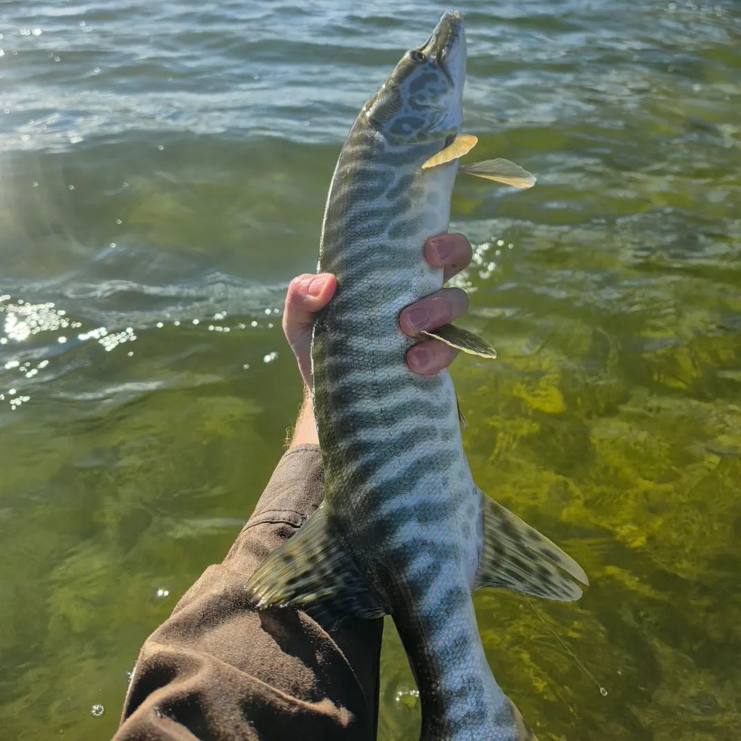 The most recent Tiger muskie catches on Fishbrain