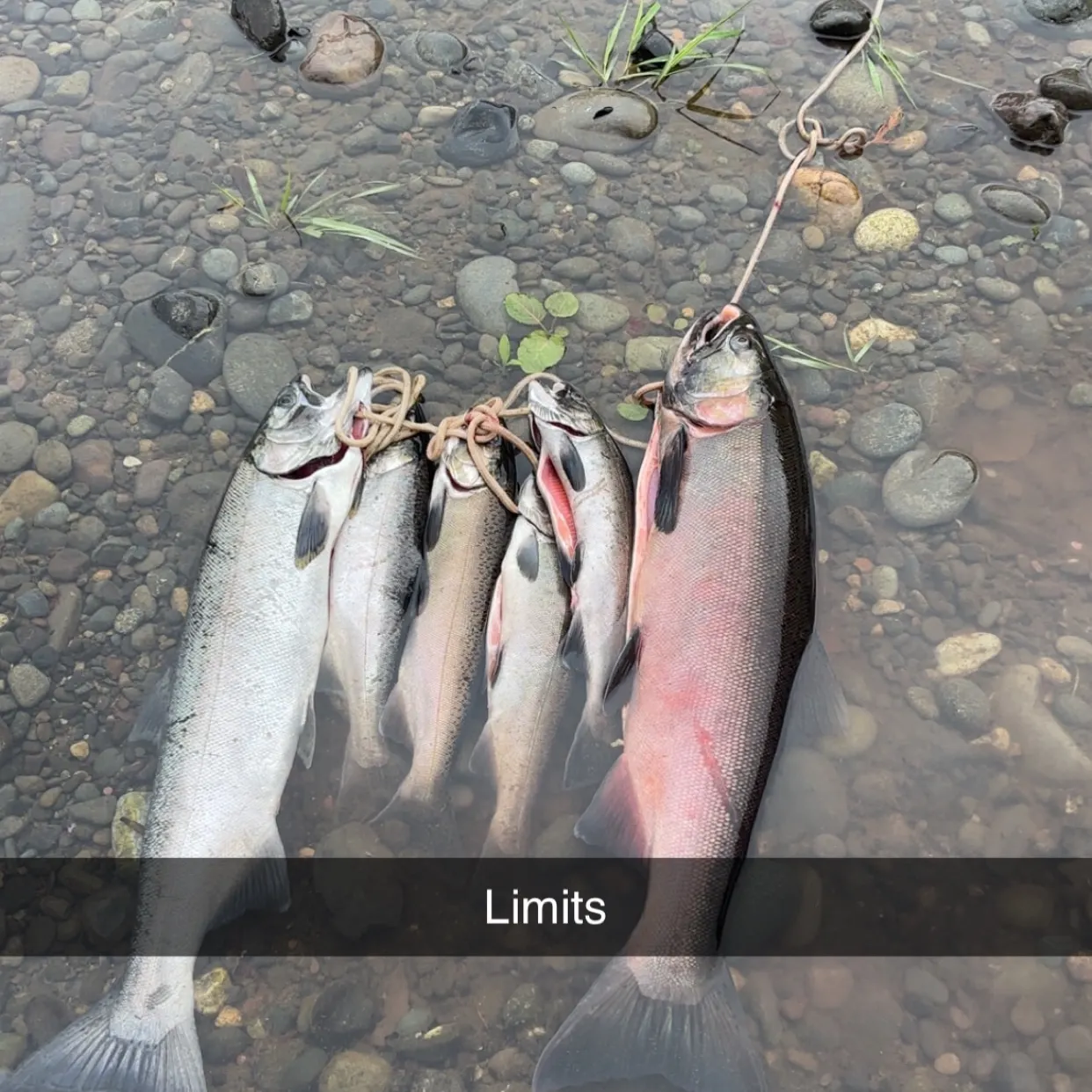 Coho salmon caught on Fishbrain