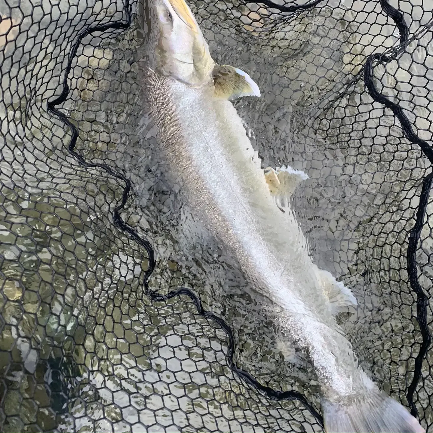 The most recent Bull trout catches on Fishbrain