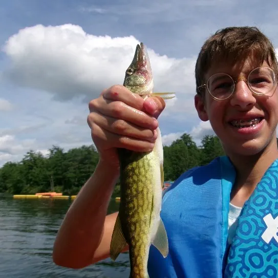 The most recent Chain pickerel catches on Fishbrain