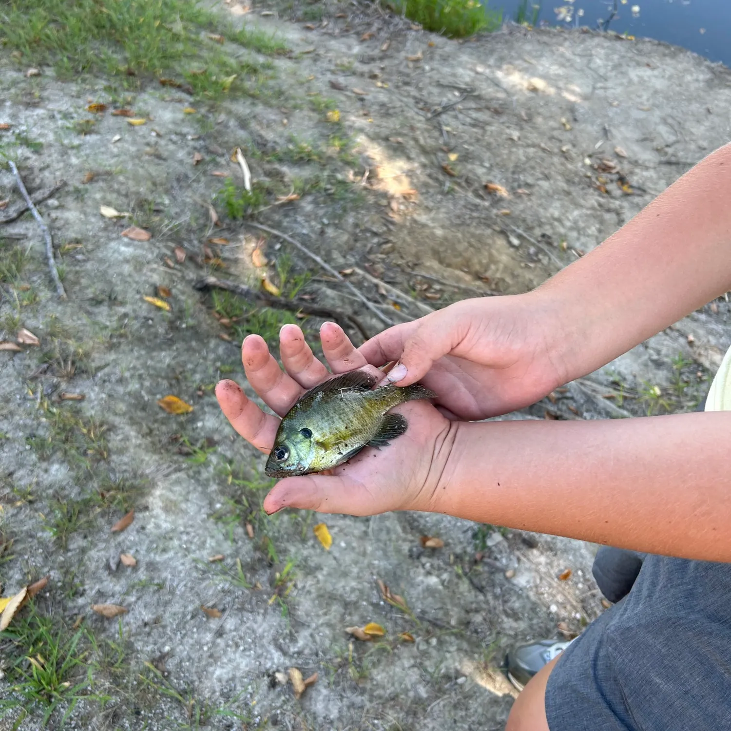 Bluegill caught on Fishbrain