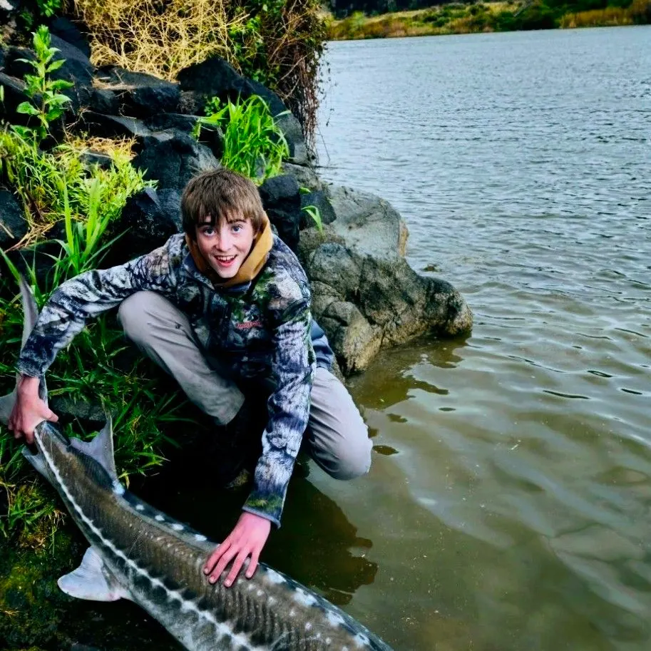 The most recent White sturgeon catches on Fishbrain