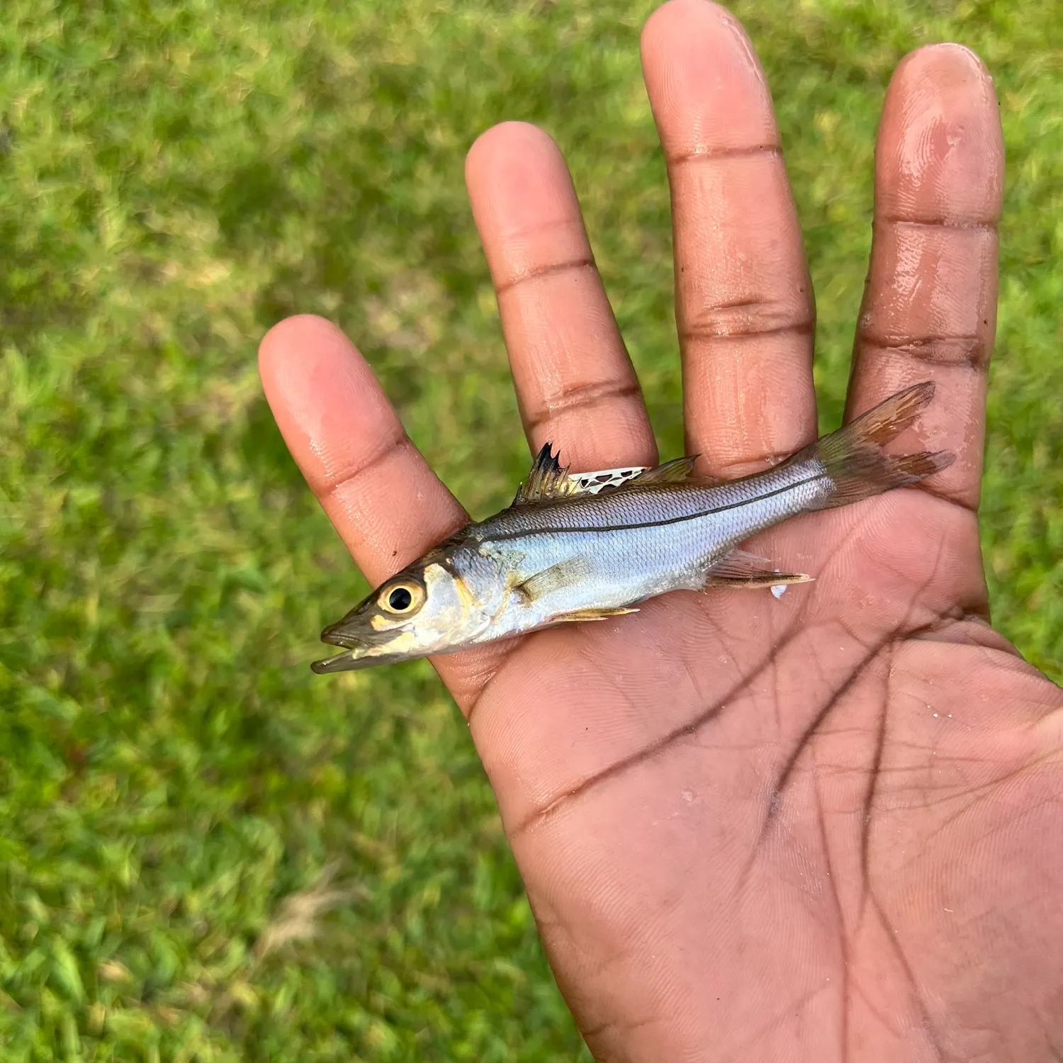 The most recent Swordspine Snook catches on Fishbrain
