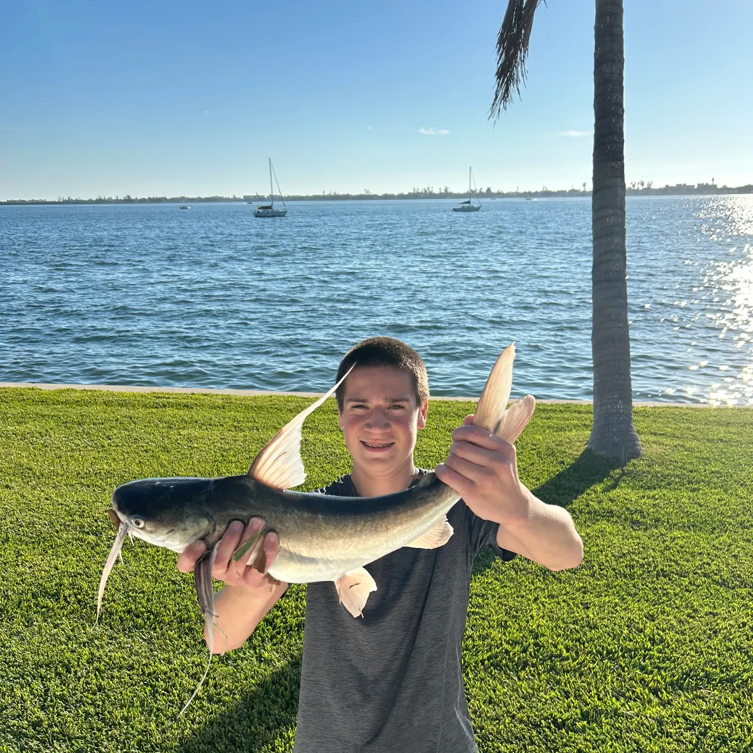 The most recent Gafftopsail sea catfish catches on Fishbrain