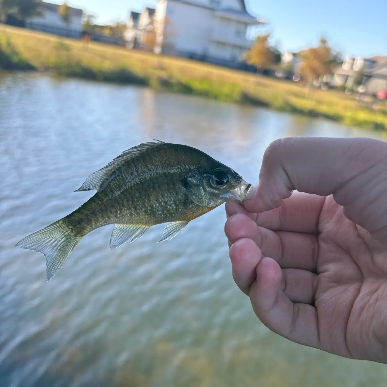 Bluegill caught on Fishbrain