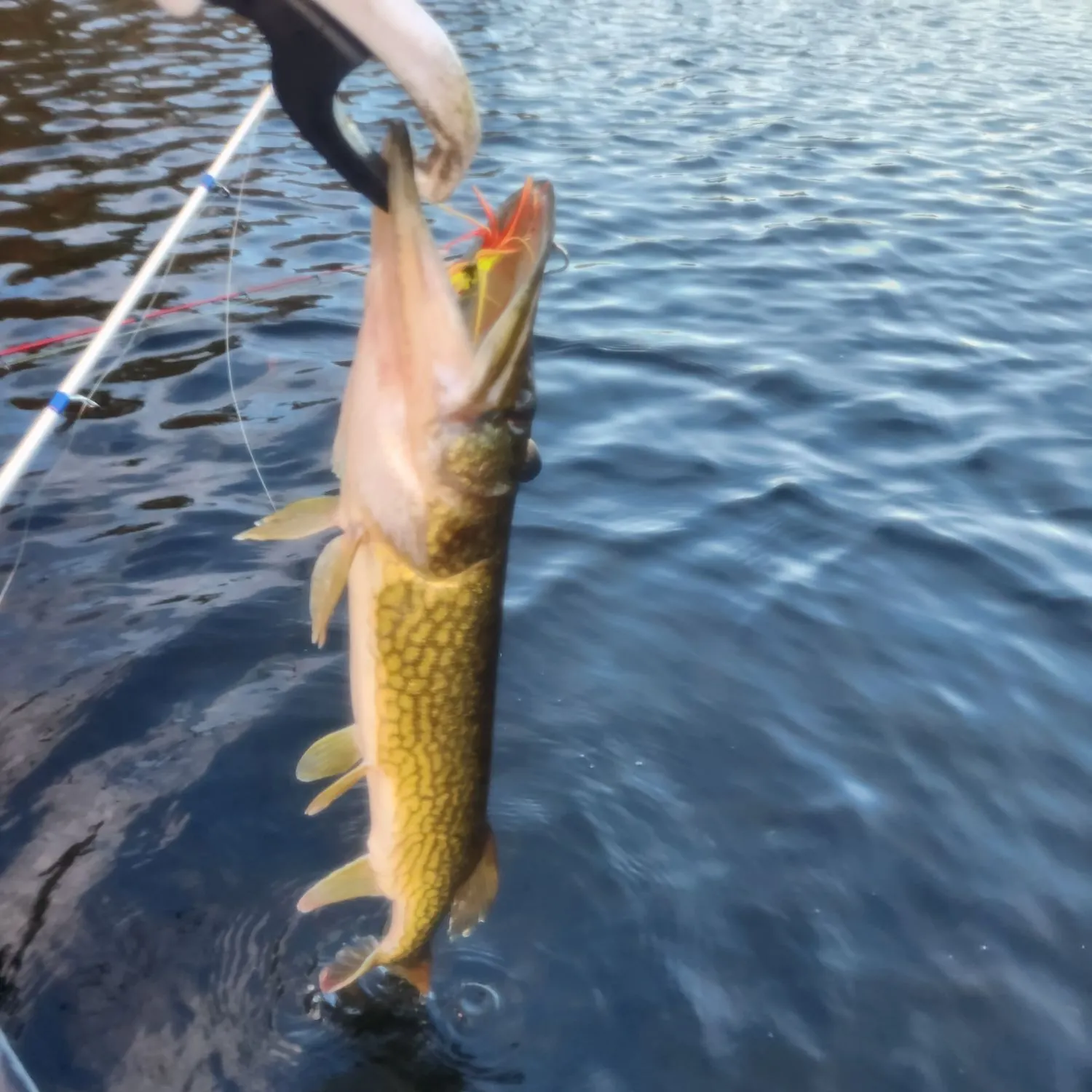 Chain pickerel caught on Fishbrain