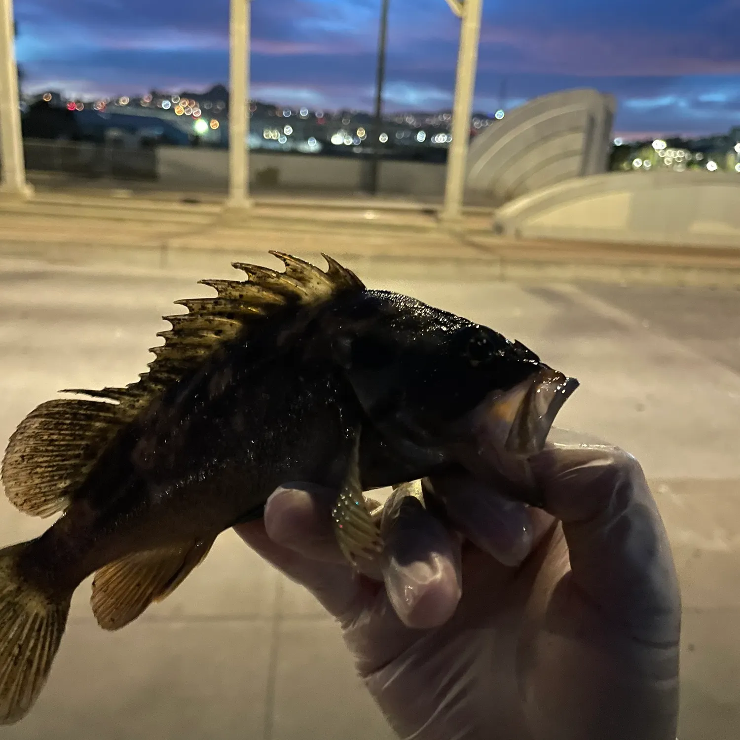 The most recent Blue rockfish catches on Fishbrain