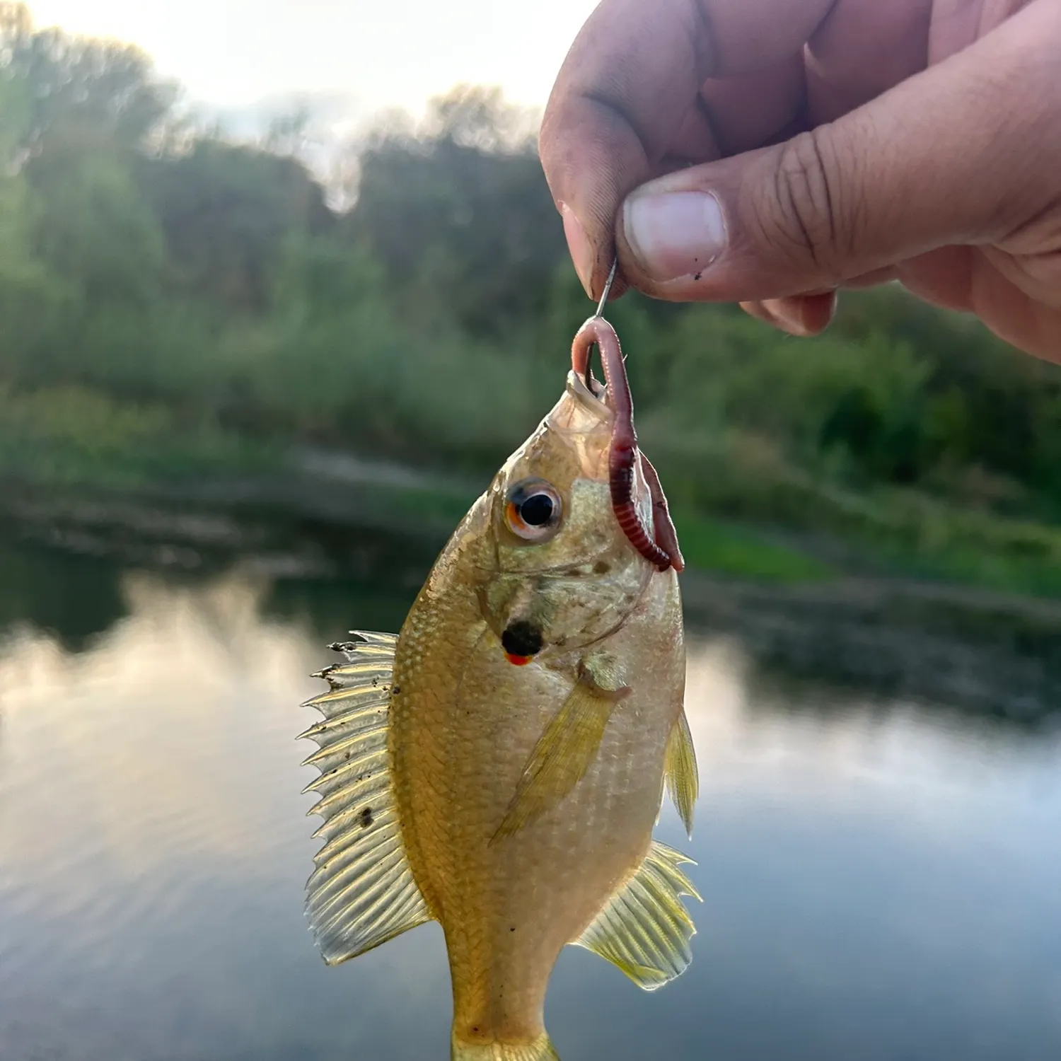 Redear sunfish caught on Fishbrain