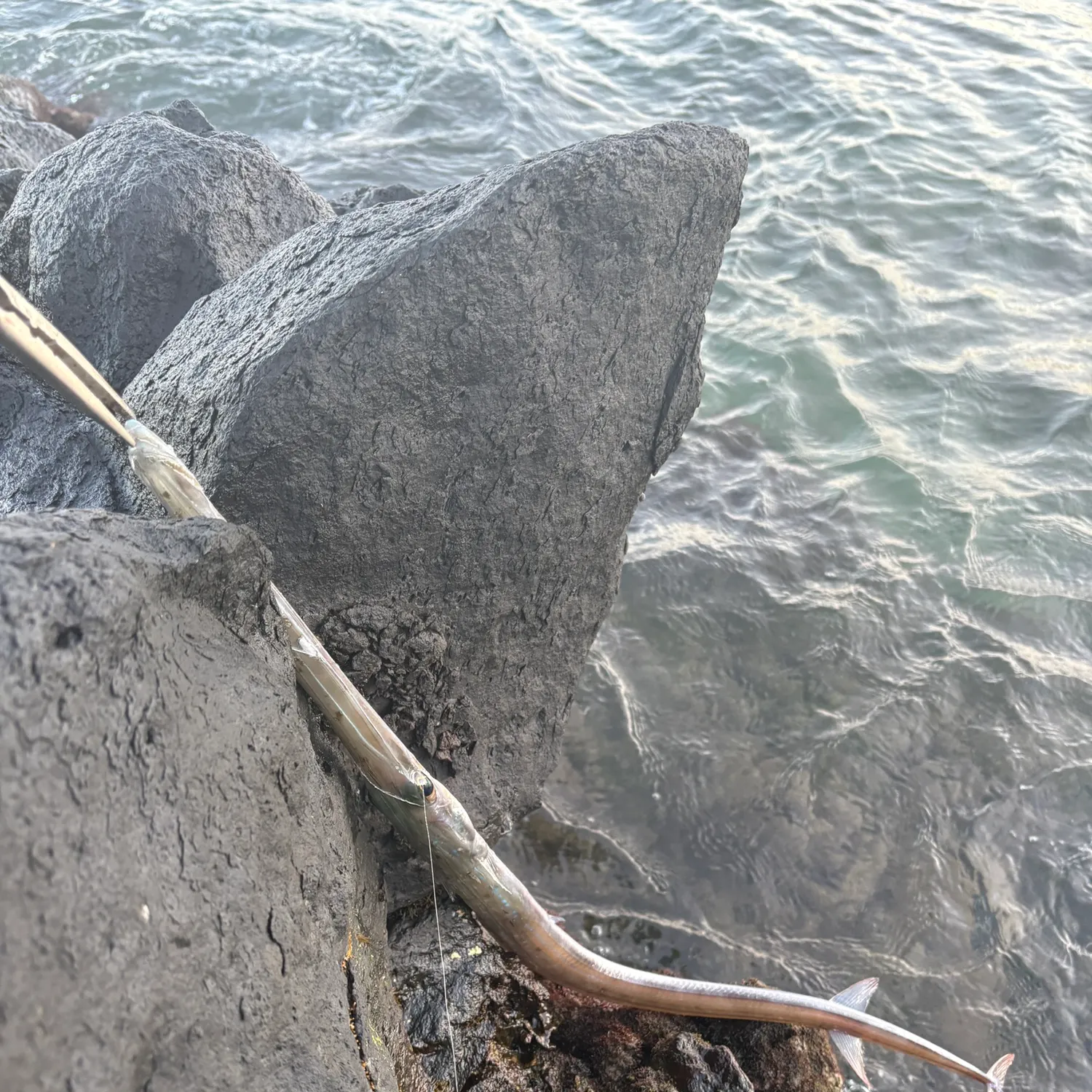 The most recent Red cornetfish catches on Fishbrain