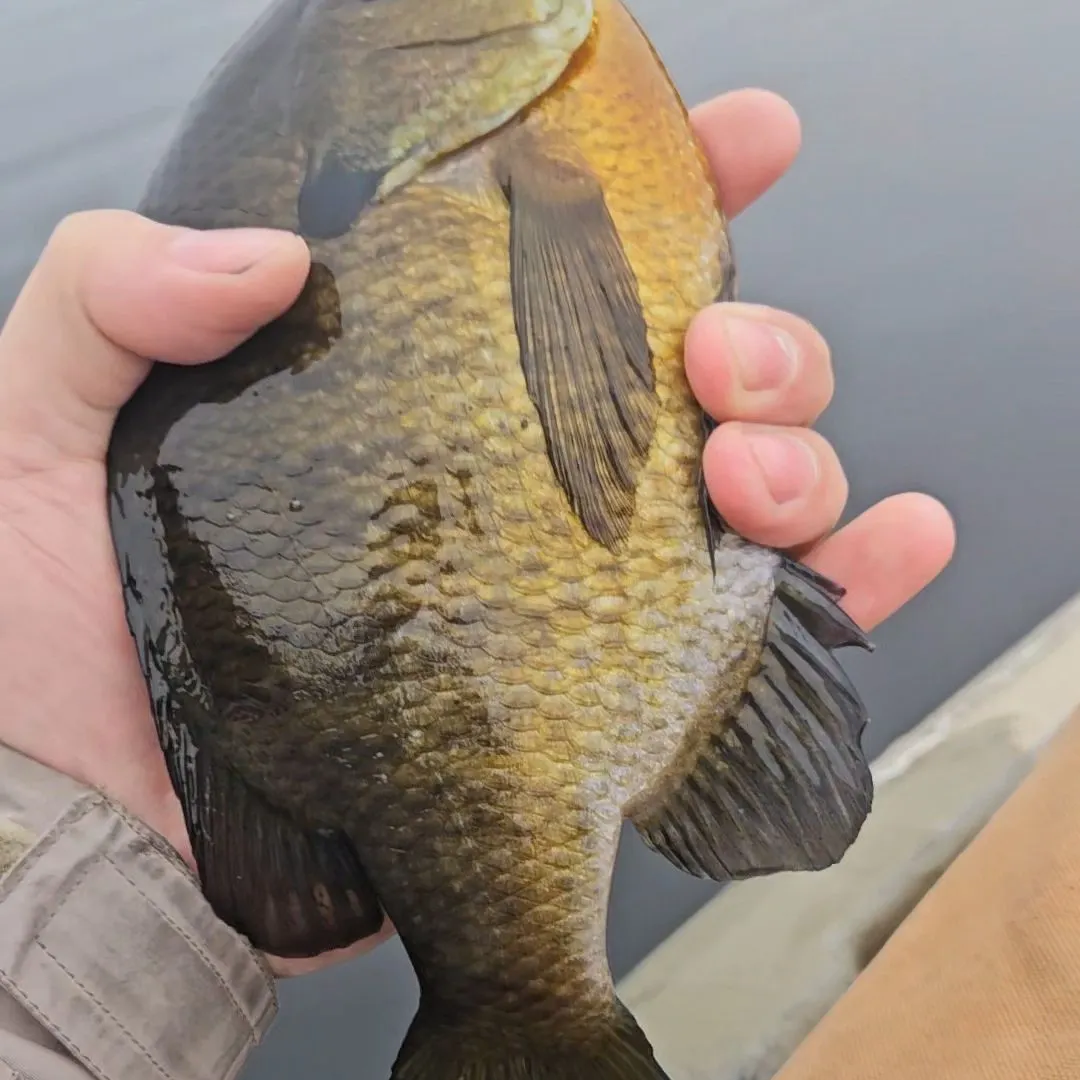 Bluegill caught on Fishbrain