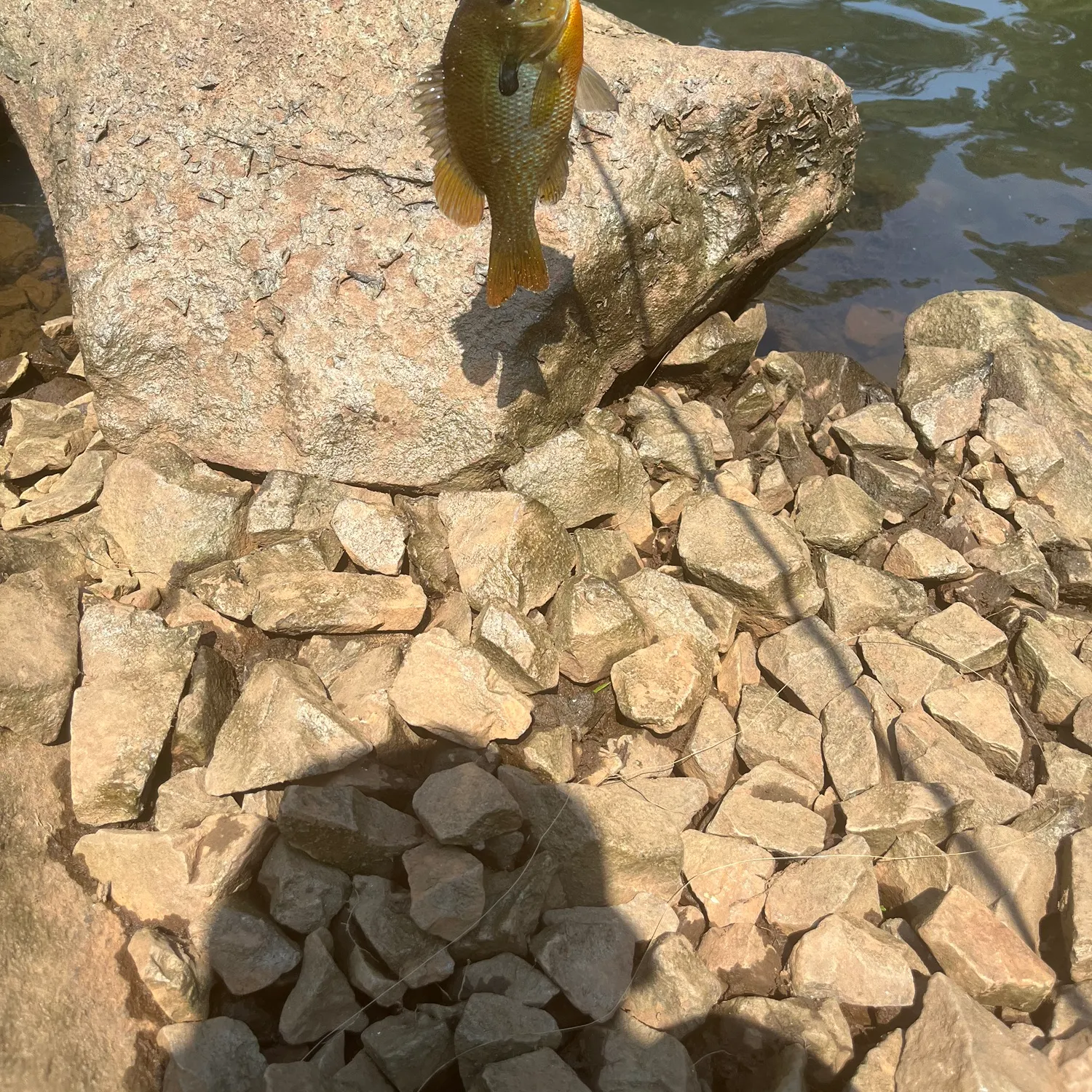 Redbreast sunfish caught on Fishbrain