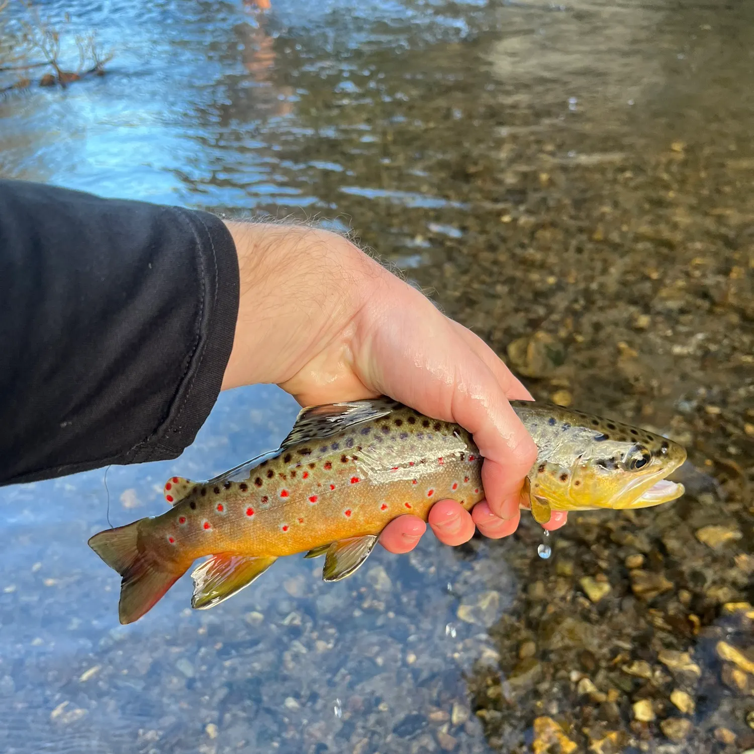 Brown trout caught on Fishbrain