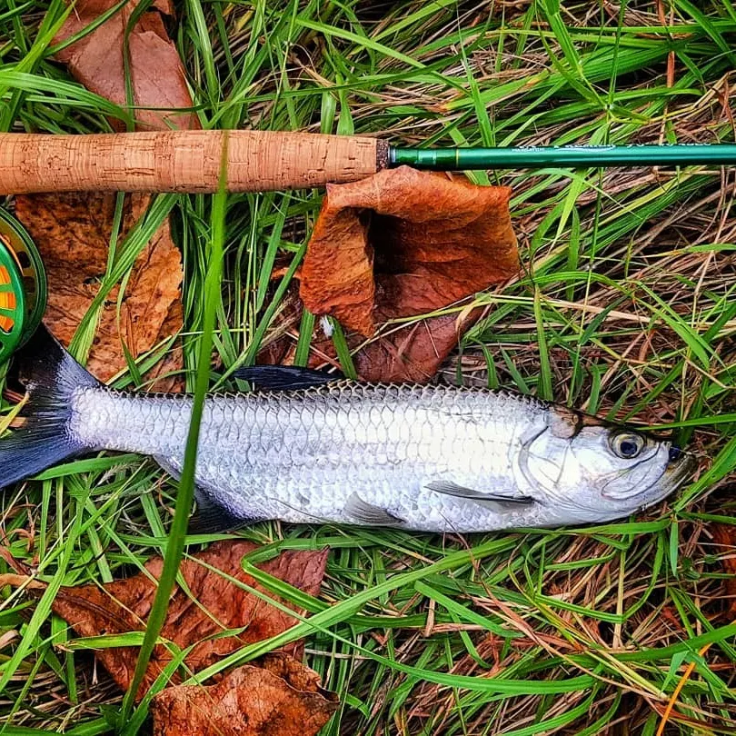 angler catch