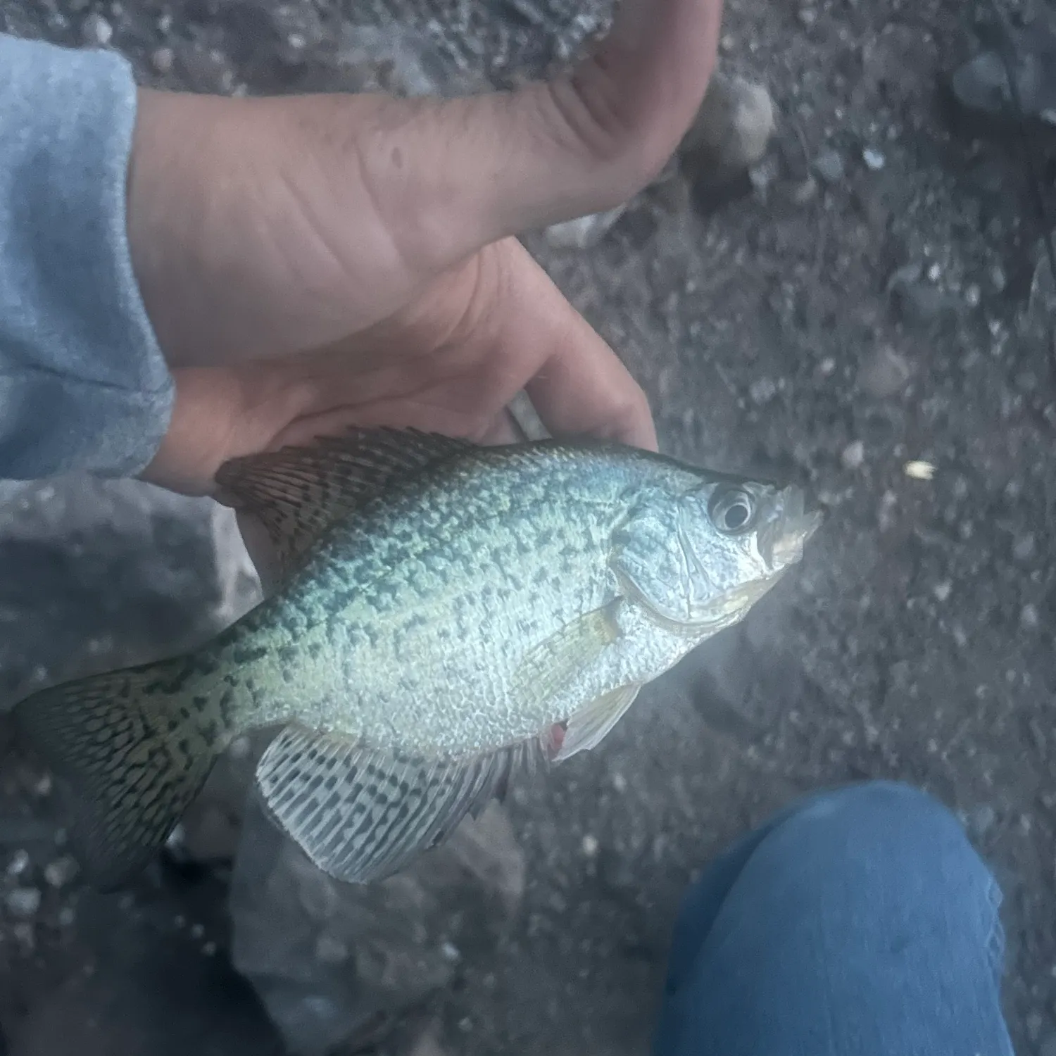 Black crappie caught on Fishbrain