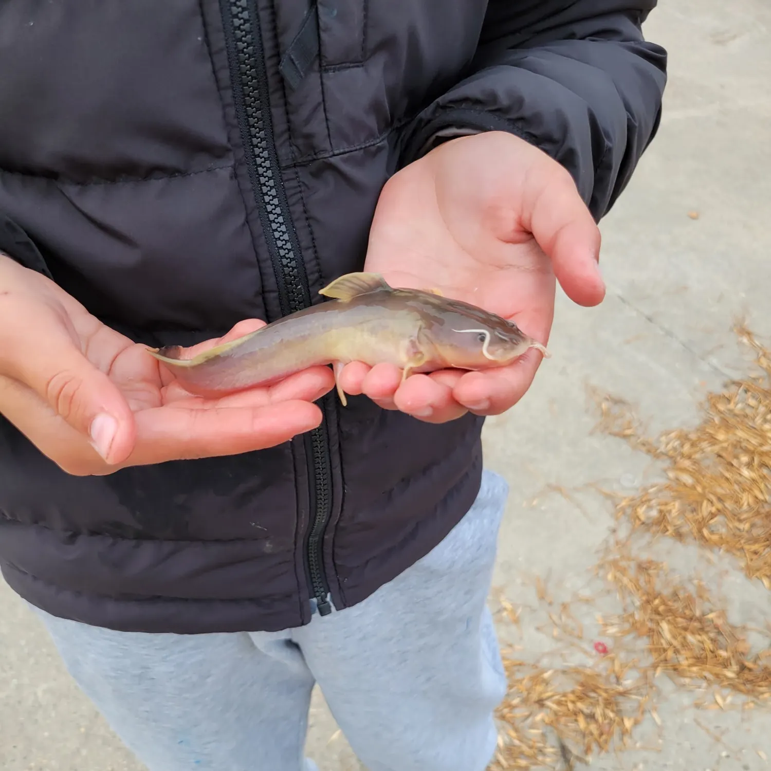 Channel catfish caught on Fishbrain