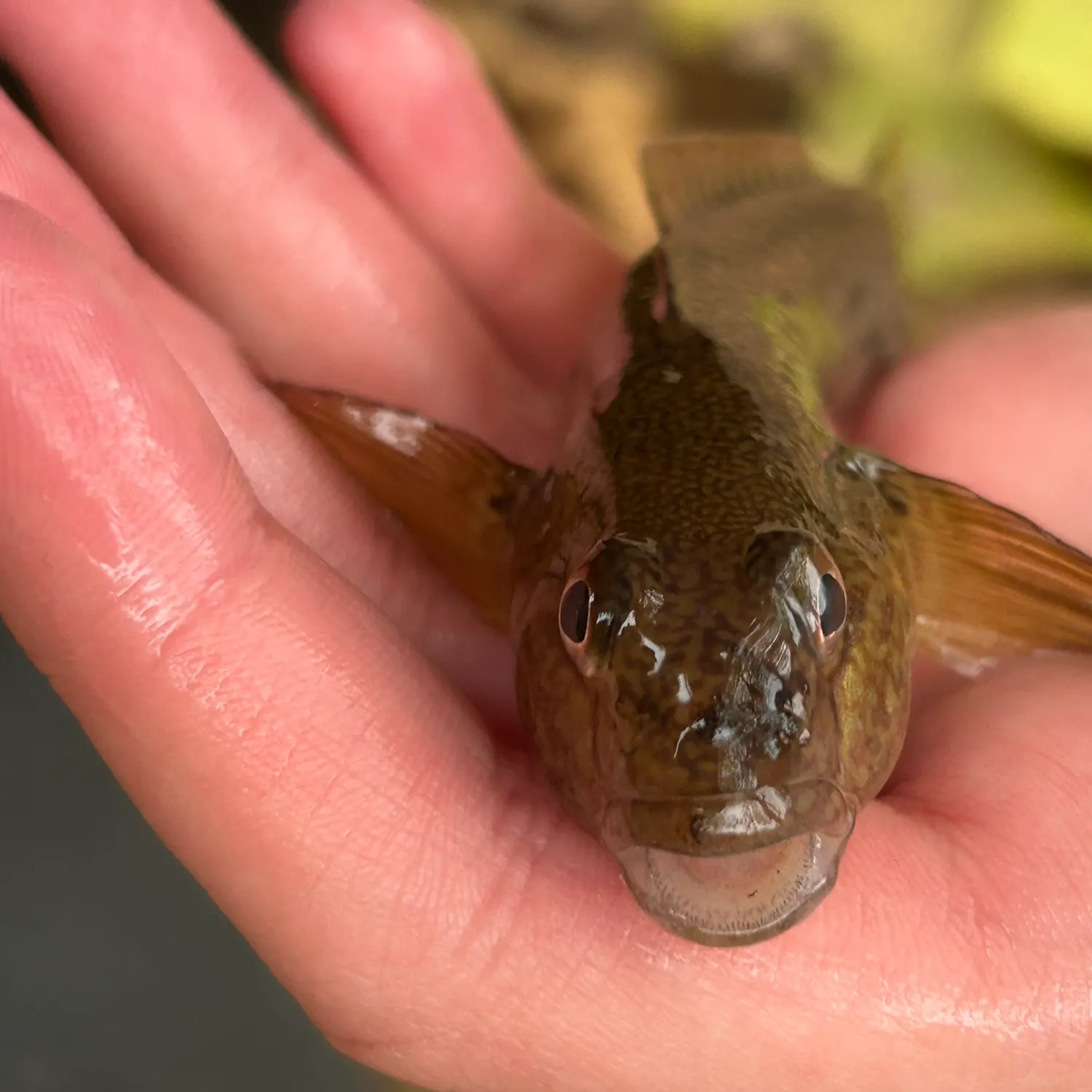 Round goby caught on Fishbrain