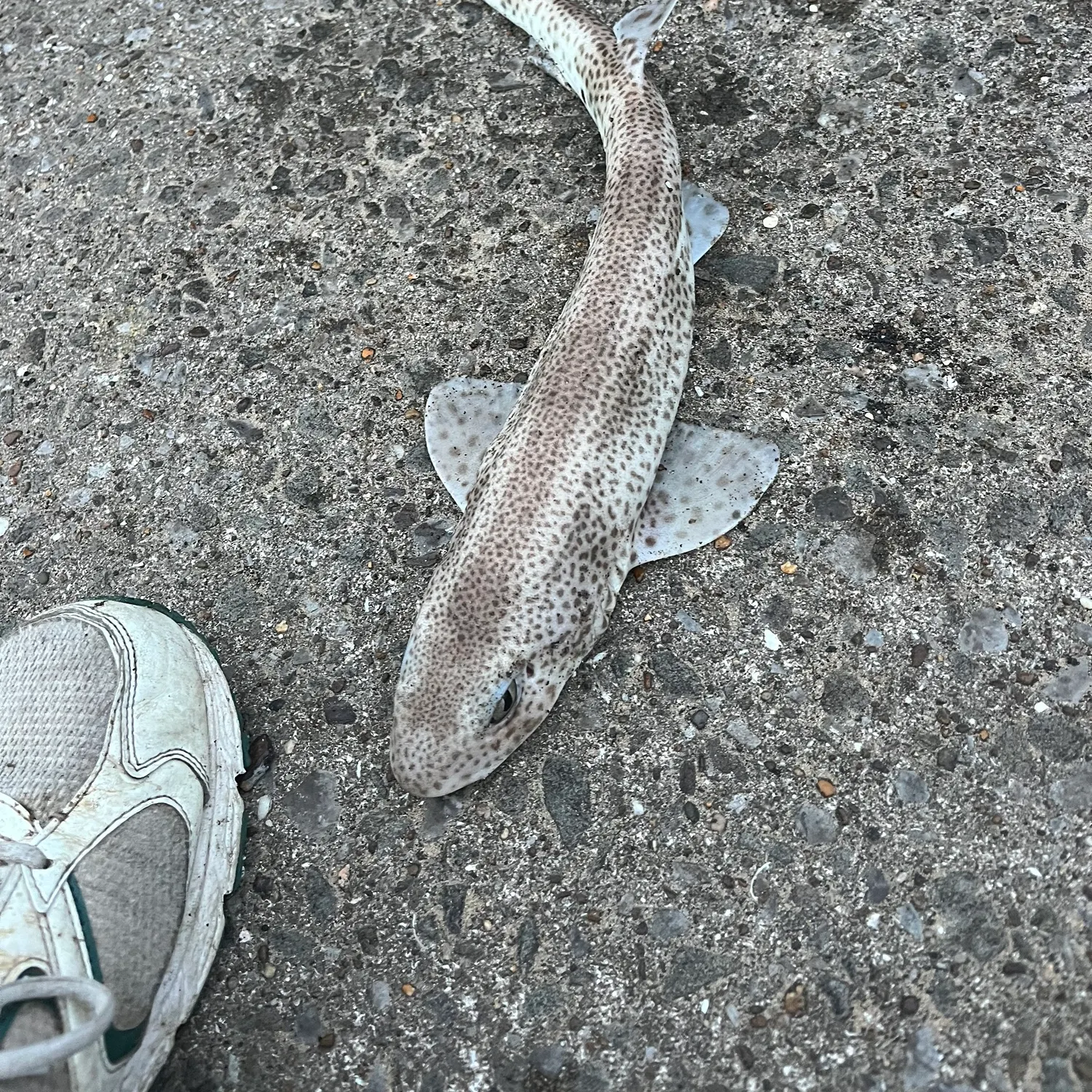 The most recent Lesser spotted dogfish catches on Fishbrain
