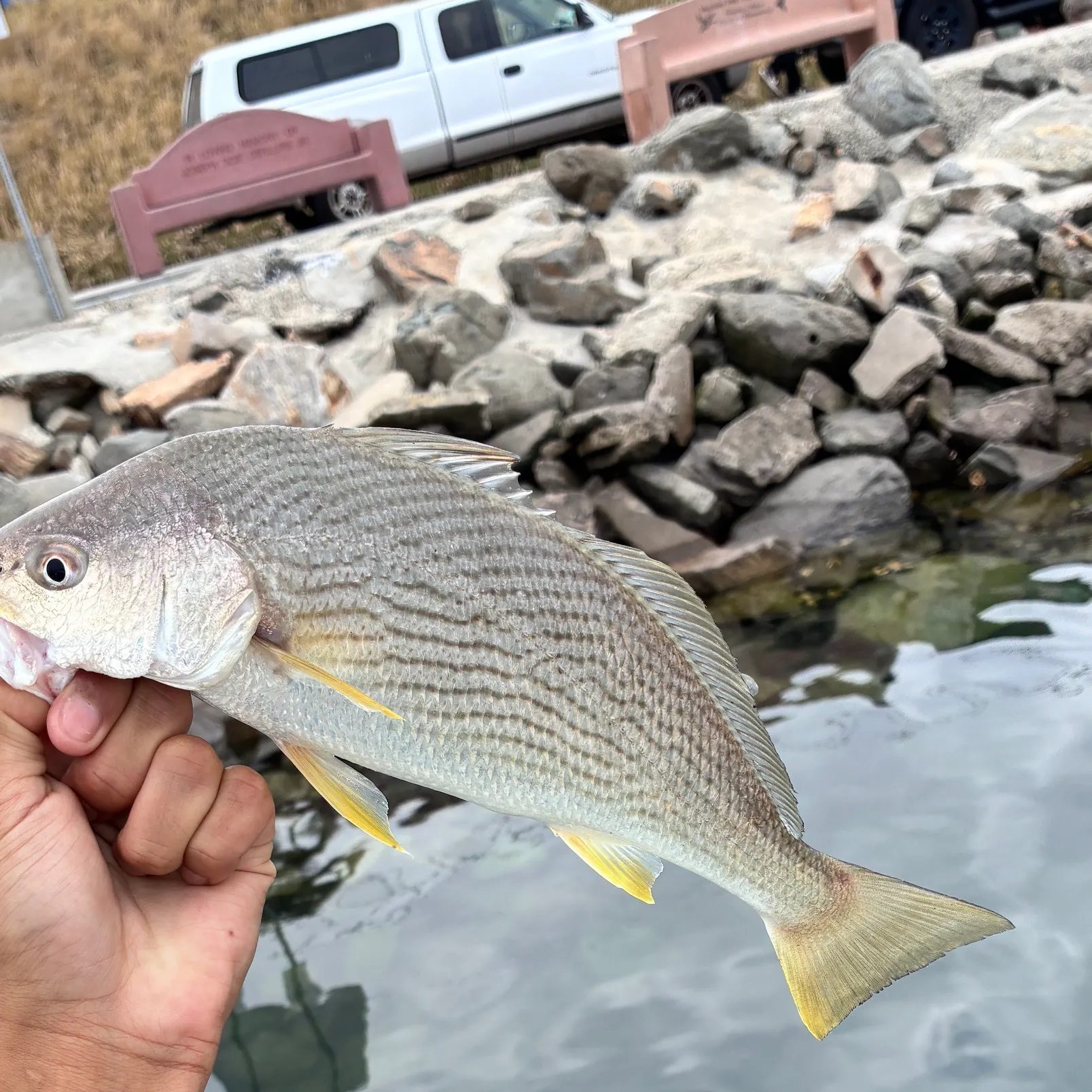 The most recent Yellowfin croaker catches on Fishbrain