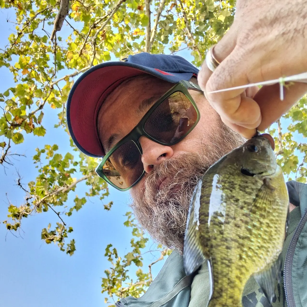 Bluegill caught on Fishbrain