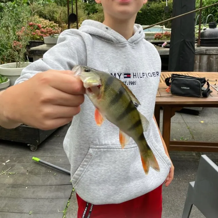 European perch caught on Fishbrain