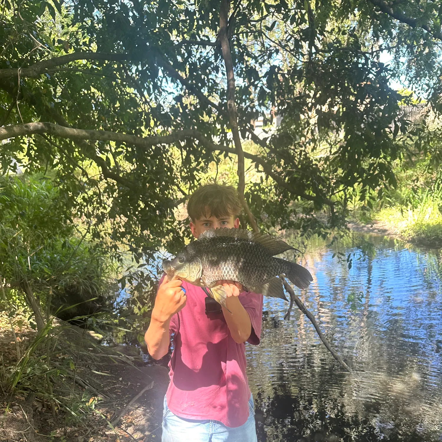 The most recent Mozambique tilapia catches on Fishbrain