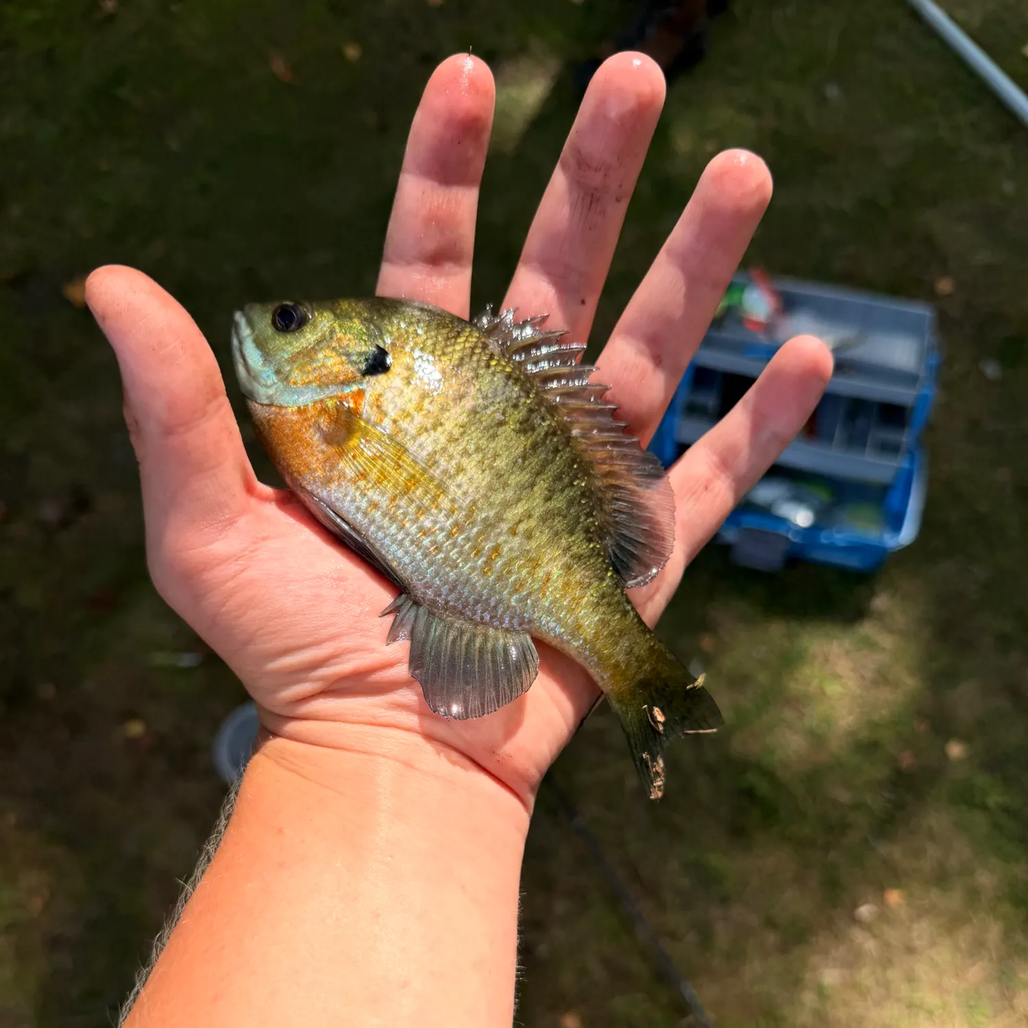 Bluegill caught on Fishbrain
