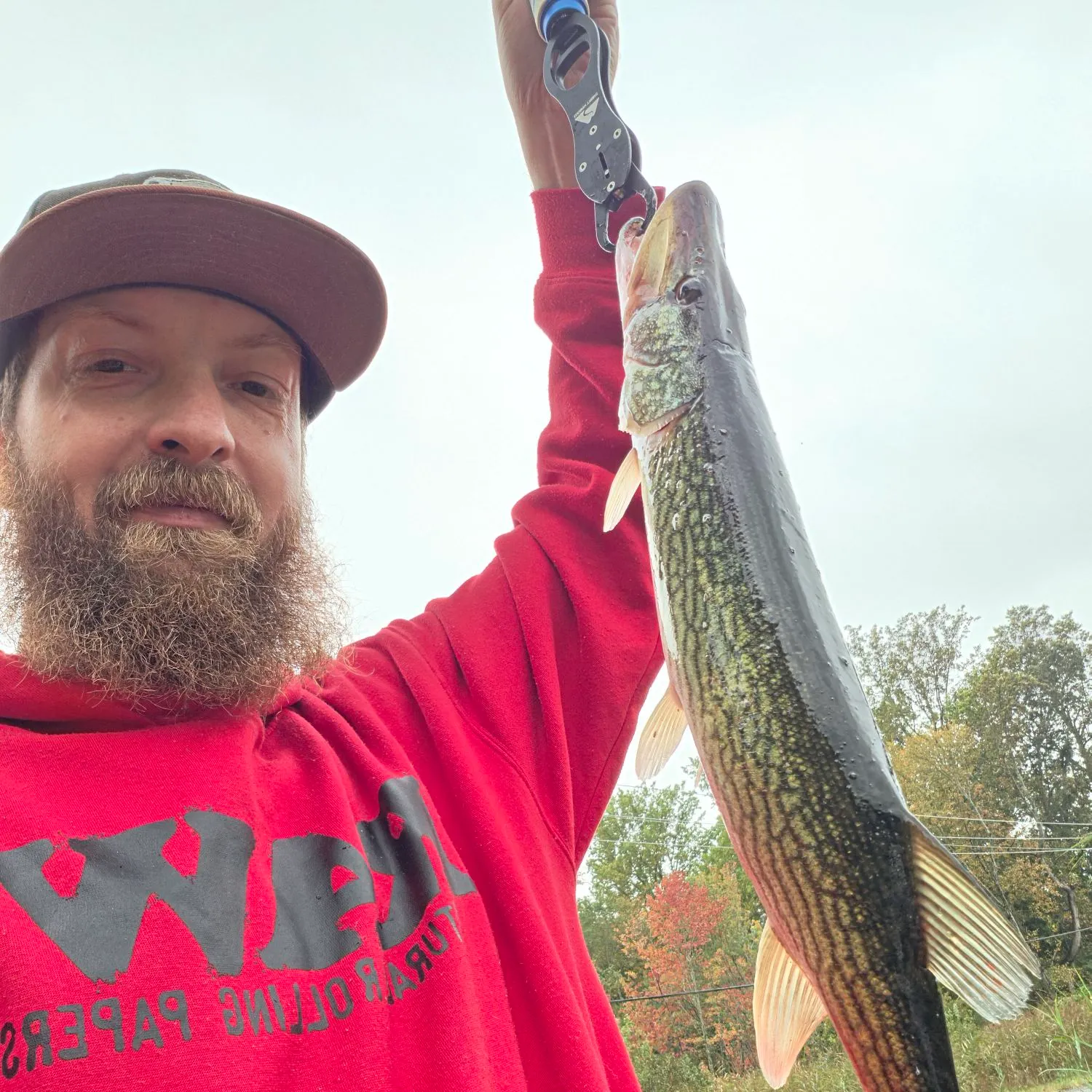 Chain pickerel caught on Fishbrain