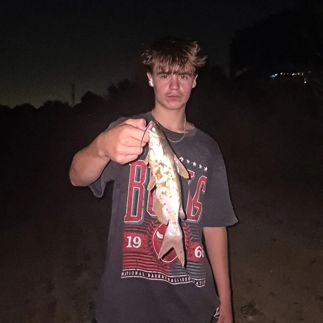 Channel catfish caught on Fishbrain