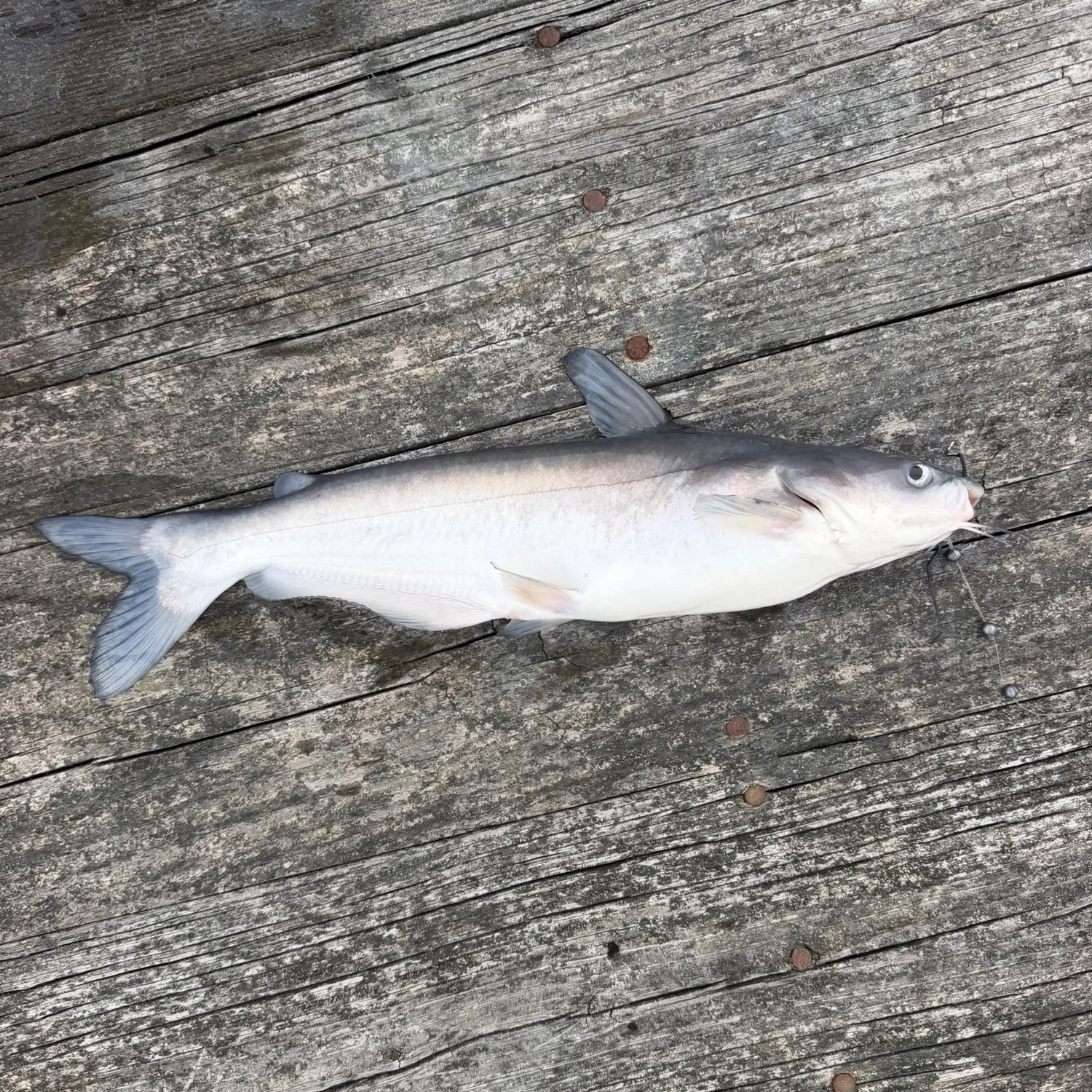 Blue catfish caught on Fishbrain