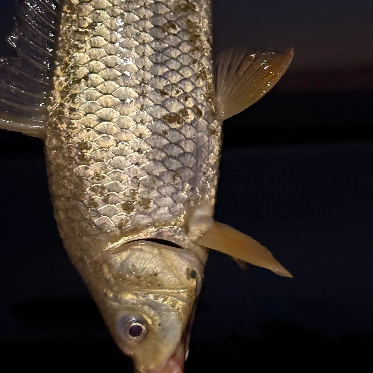 The most recent River carpsucker catches on Fishbrain