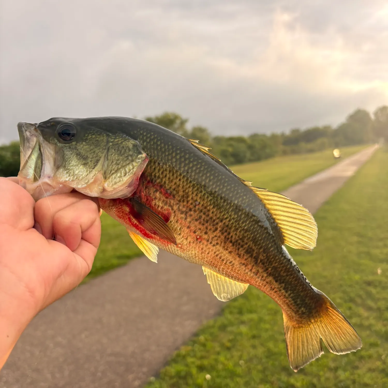 Largemouth bass caught on Fishbrain