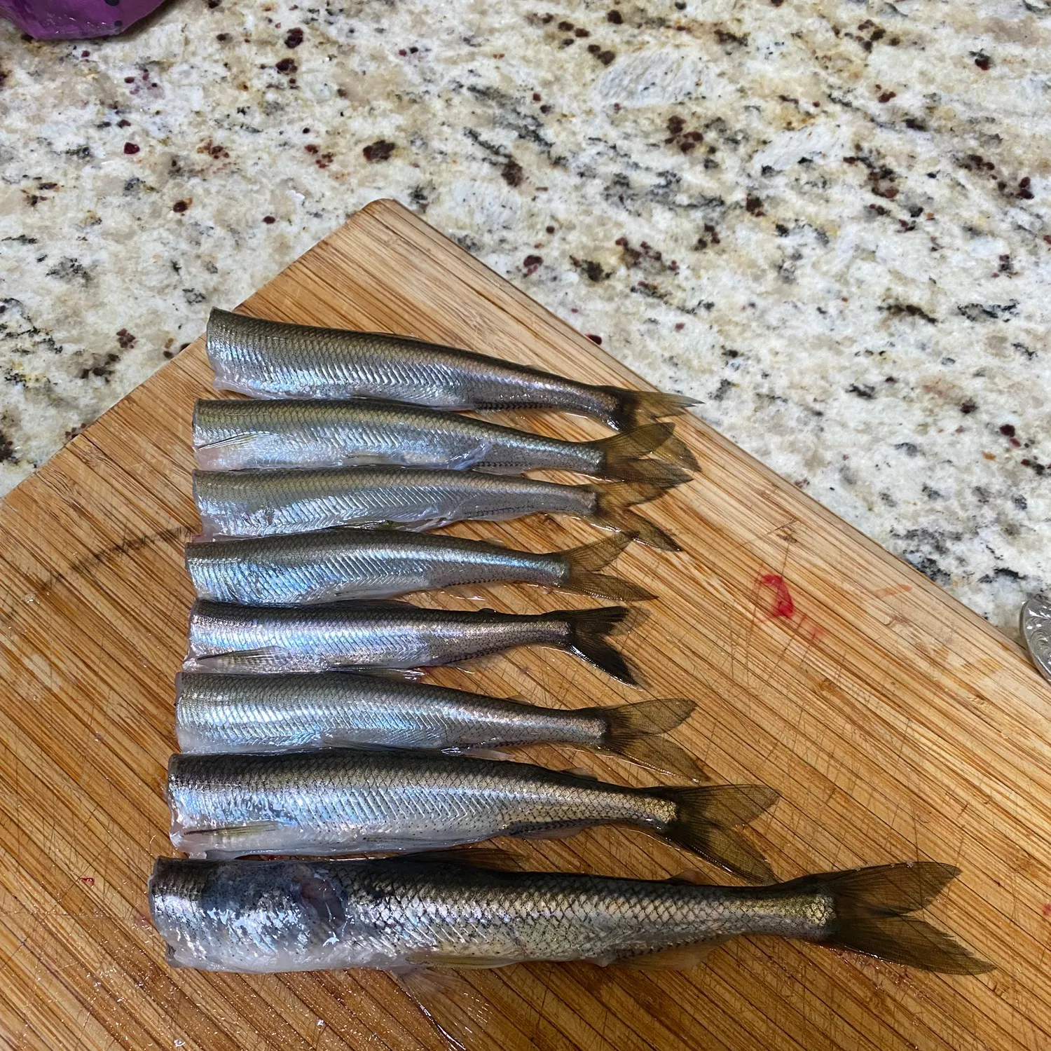 The most recent Arctic rainbow smelt catches on Fishbrain