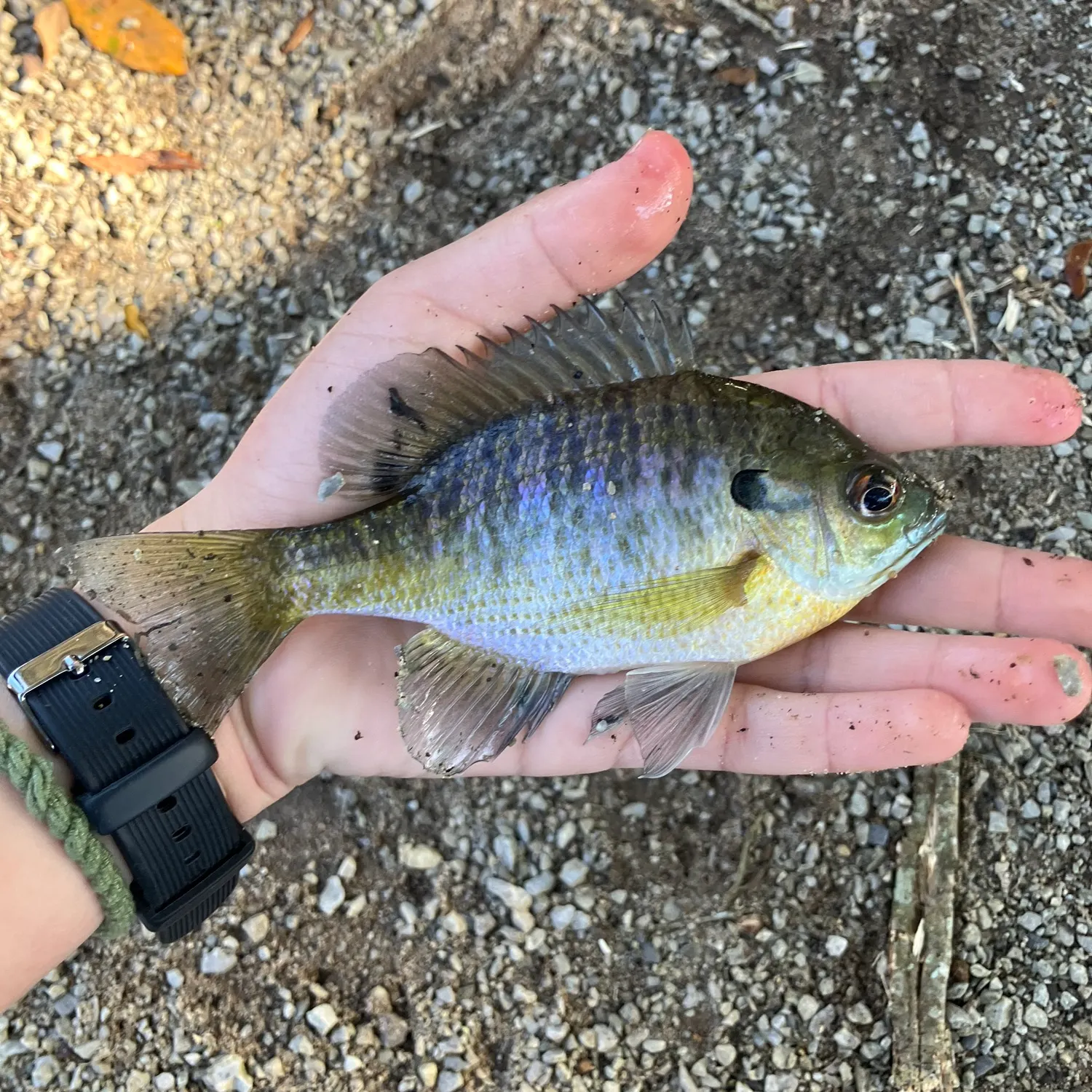The most recent Bluegill catches on Fishbrain