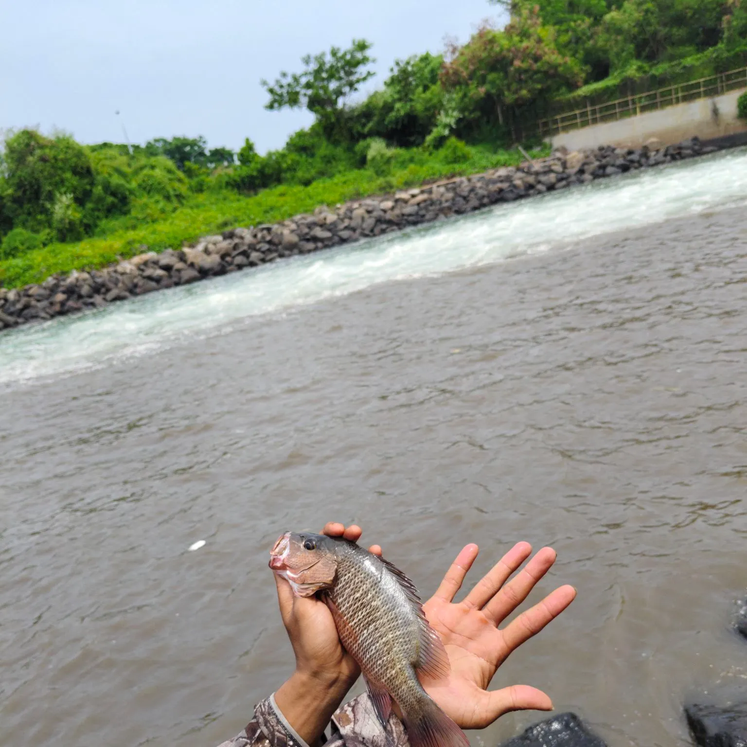 The most recent Mangrove red snapper catches on Fishbrain