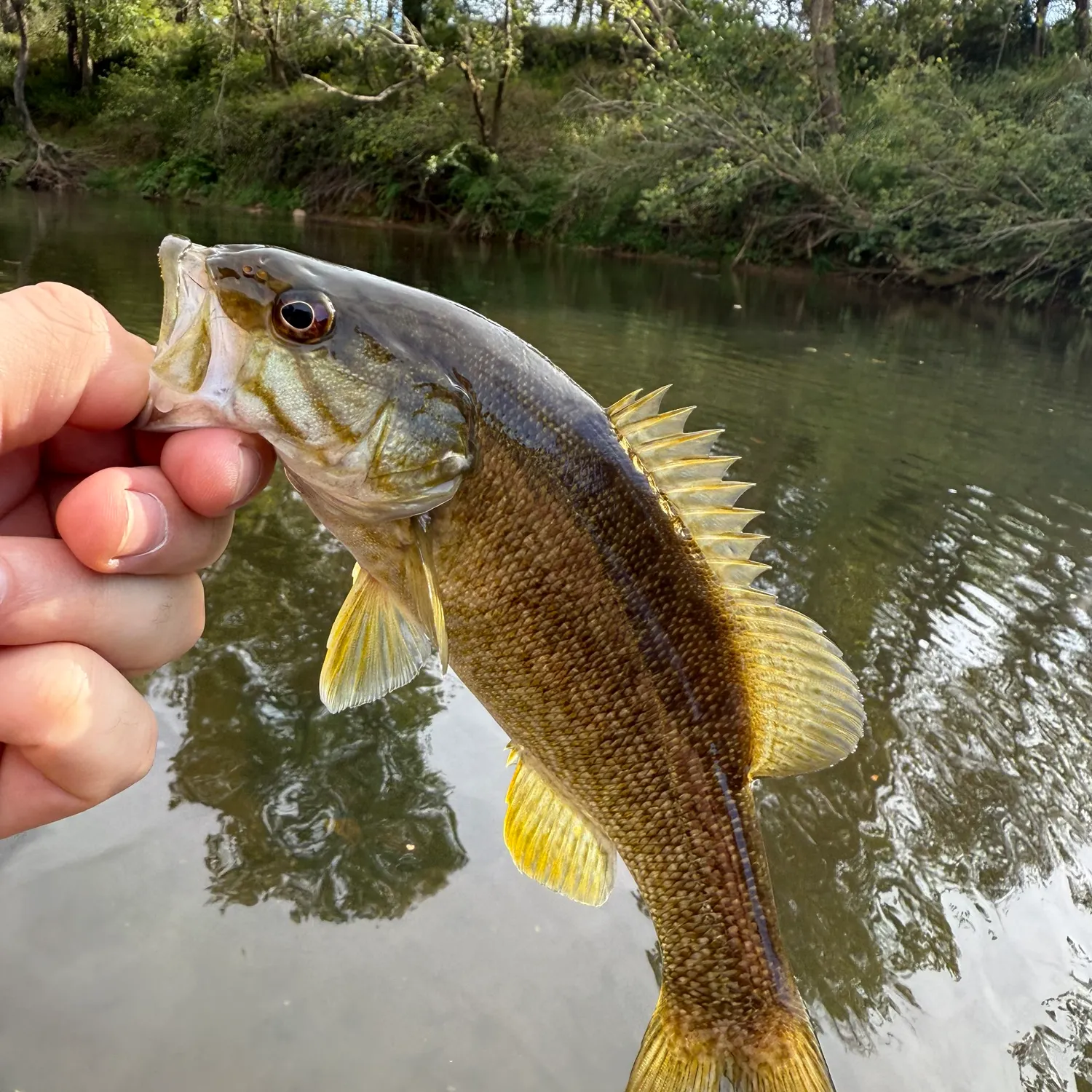 Smallmouth bass caught on Fishbrain