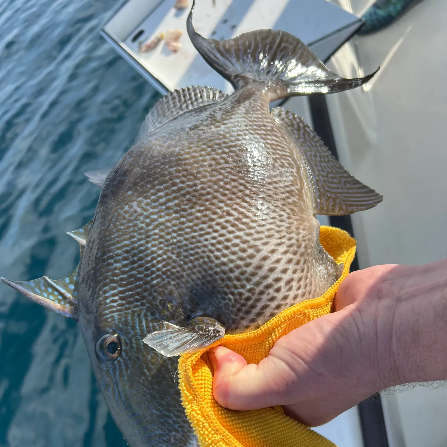 The most recent Grey triggerfish catches on Fishbrain