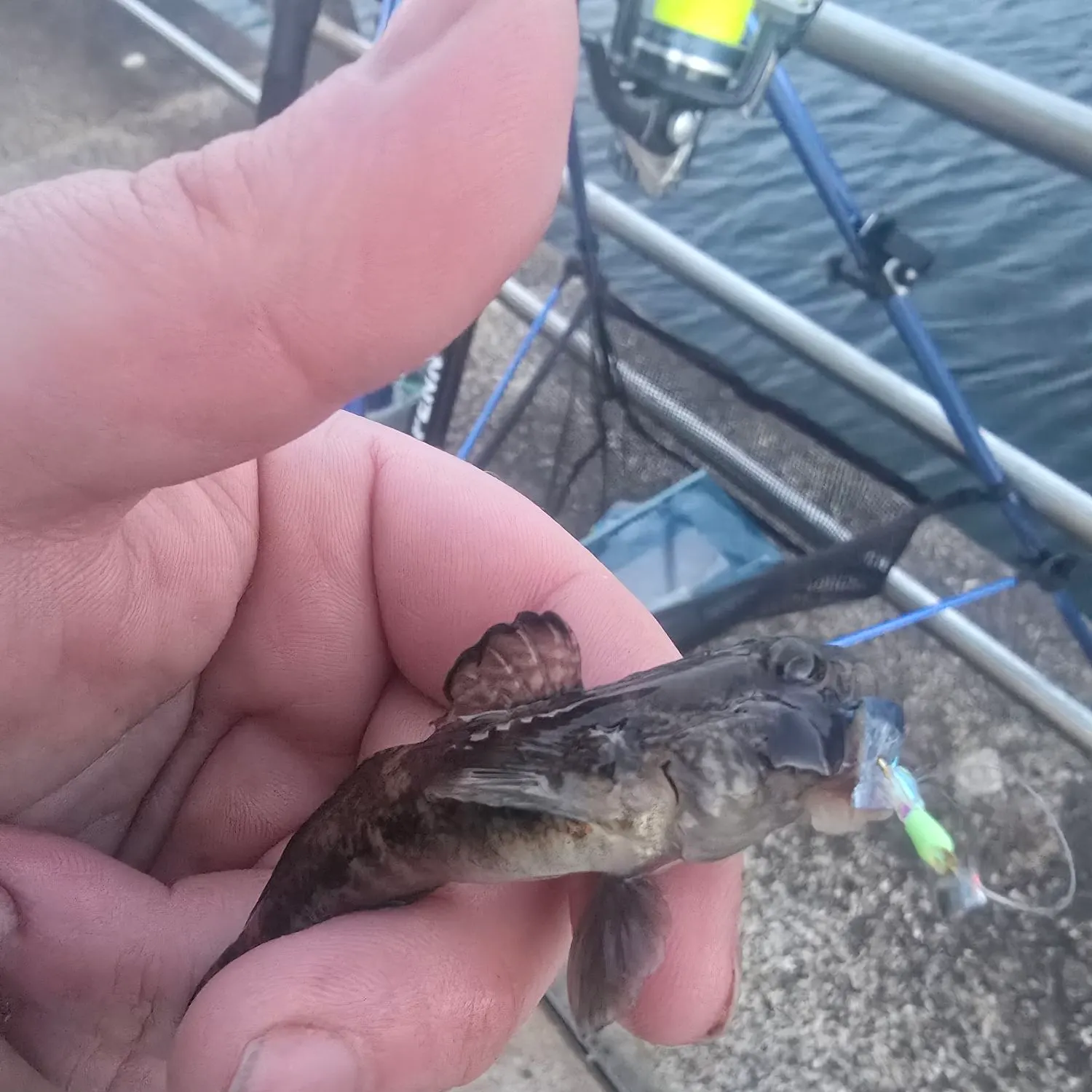 The most recent Black goby catches on Fishbrain