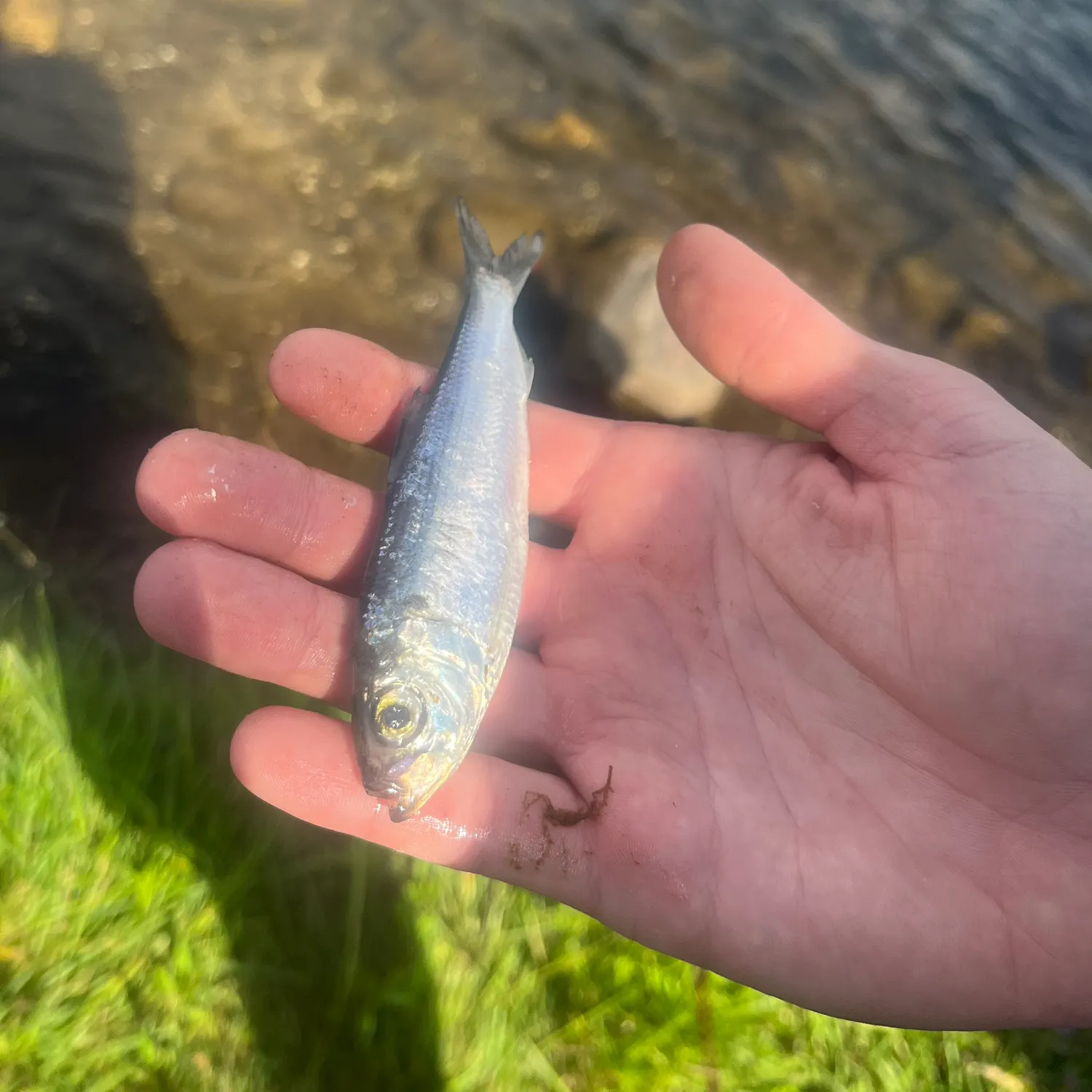 The most recent Alewife catches on Fishbrain