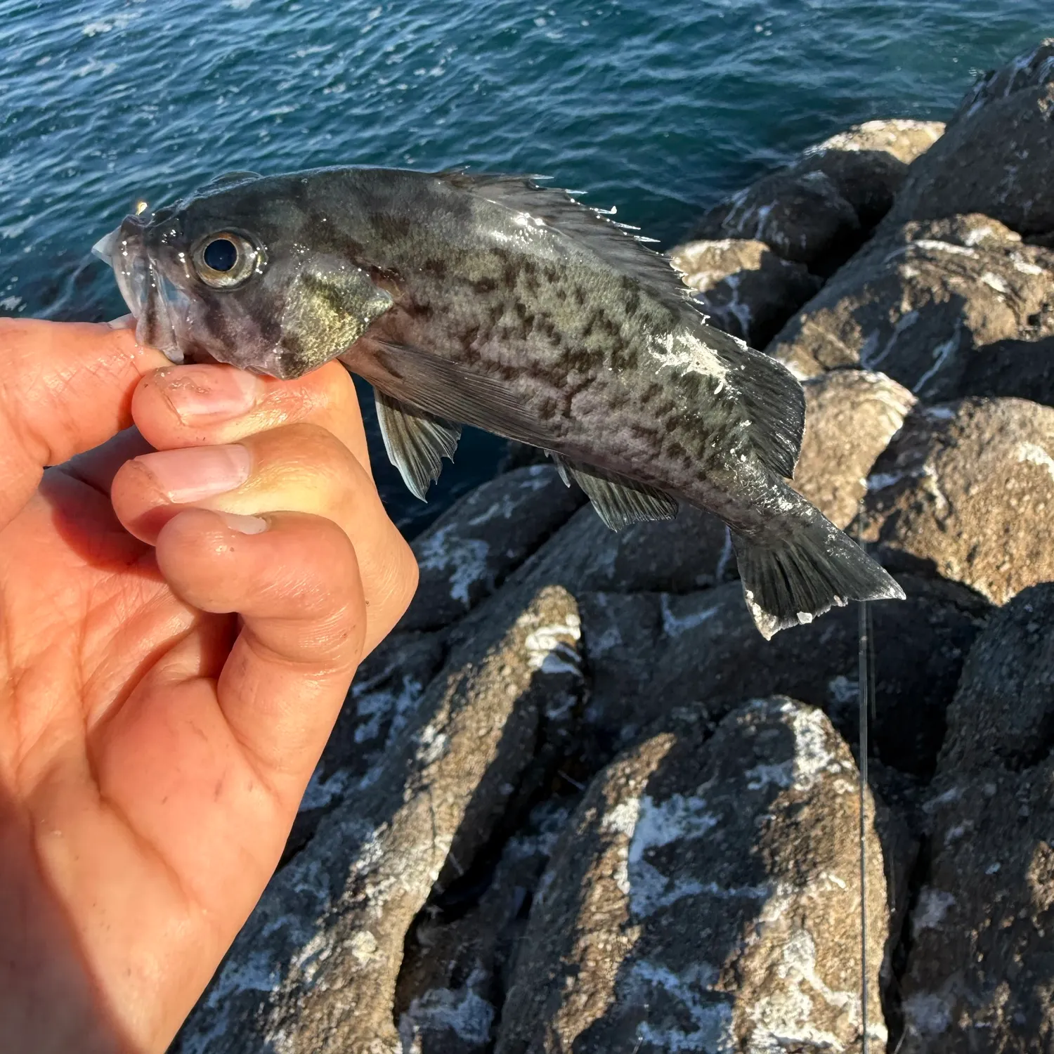 Blue rockfish caught on Fishbrain