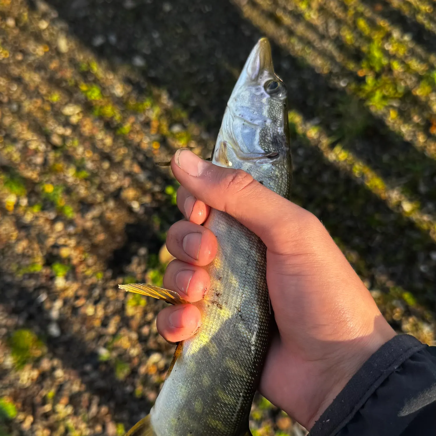 Northern pike caught on Fishbrain