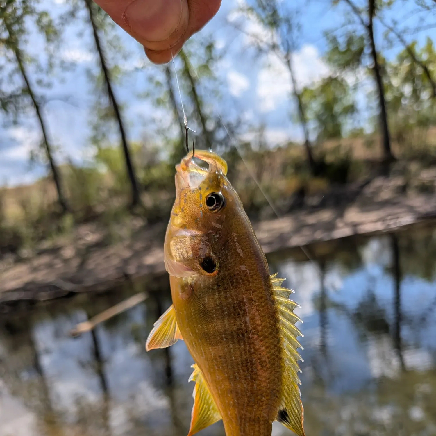 Green sunfish caught on Fishbrain