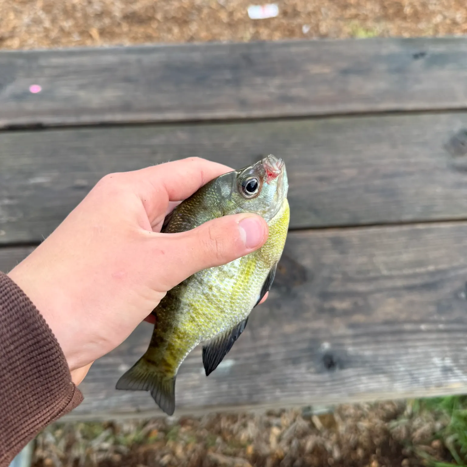 Bluegill caught on Fishbrain