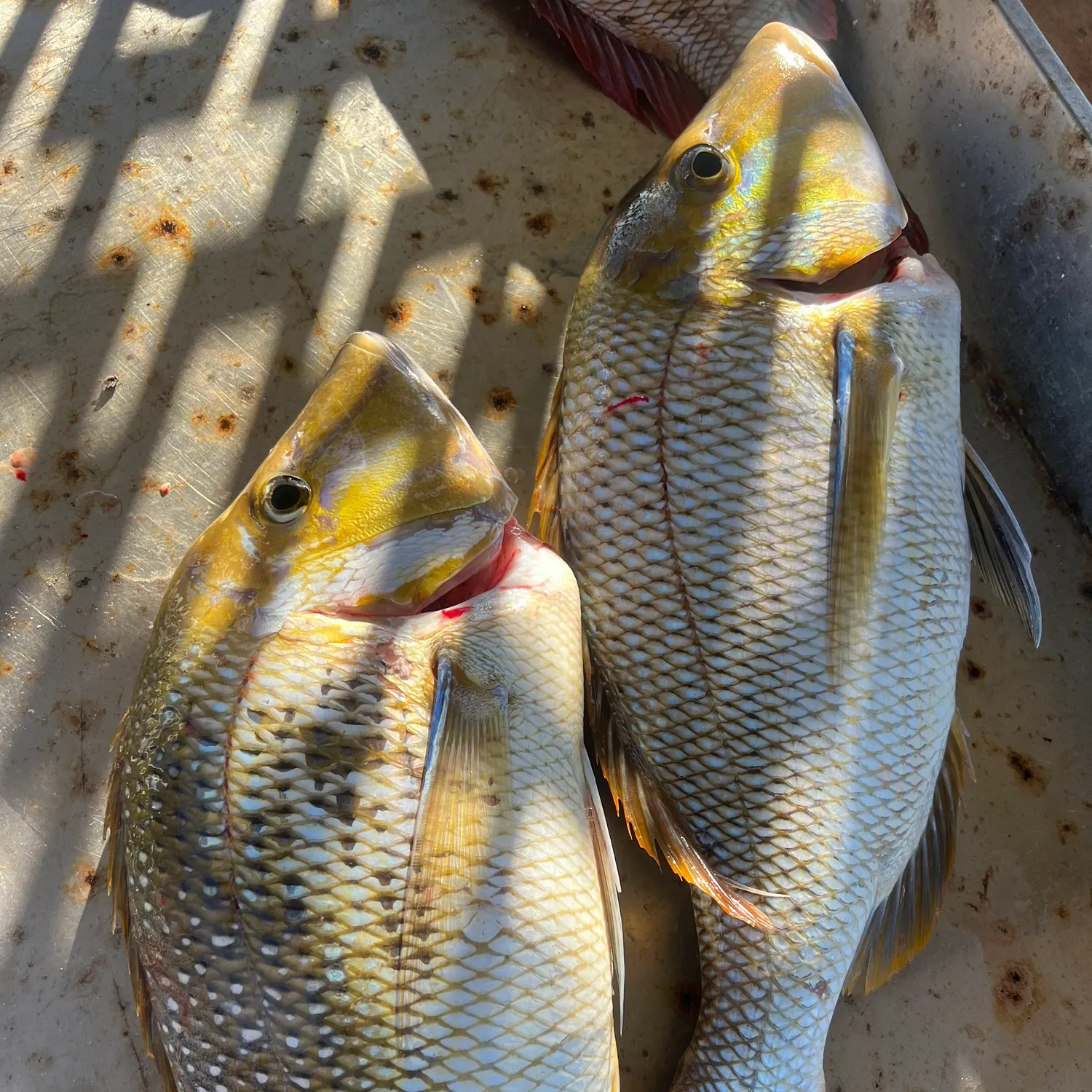 The most recent Spangled emperor catches on Fishbrain