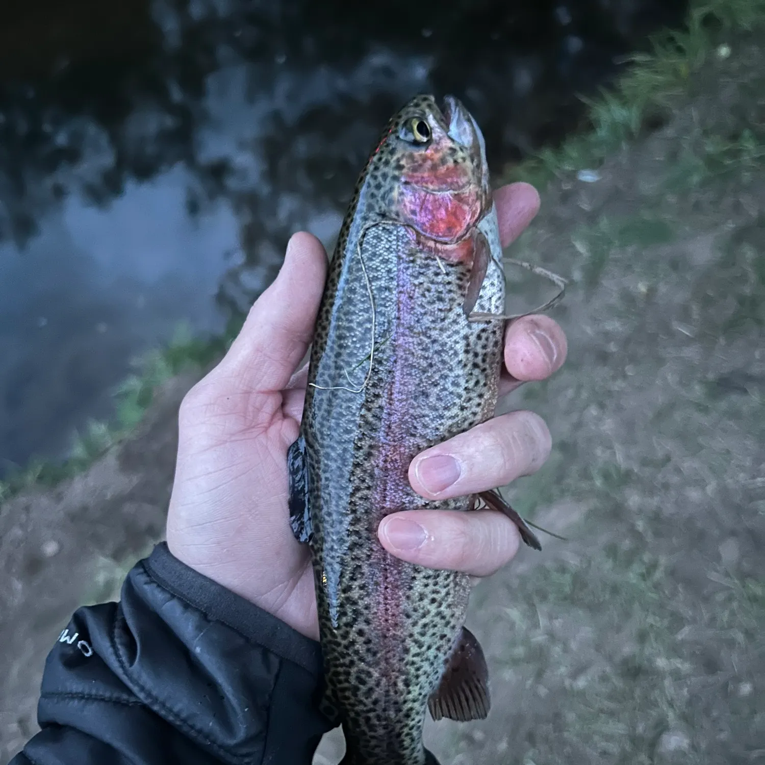 Rainbow trout caught on Fishbrain