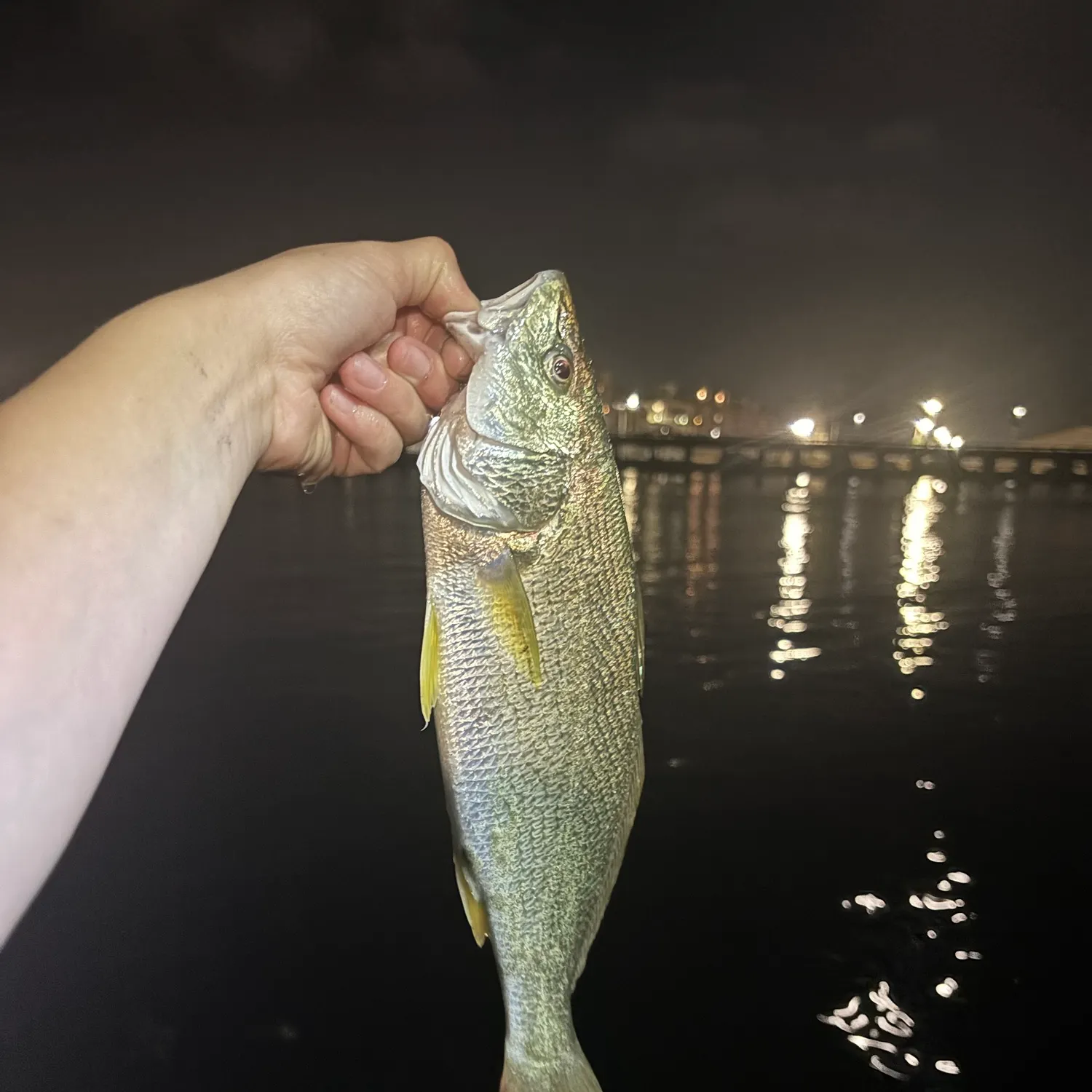 Yellowfin croaker caught on Fishbrain